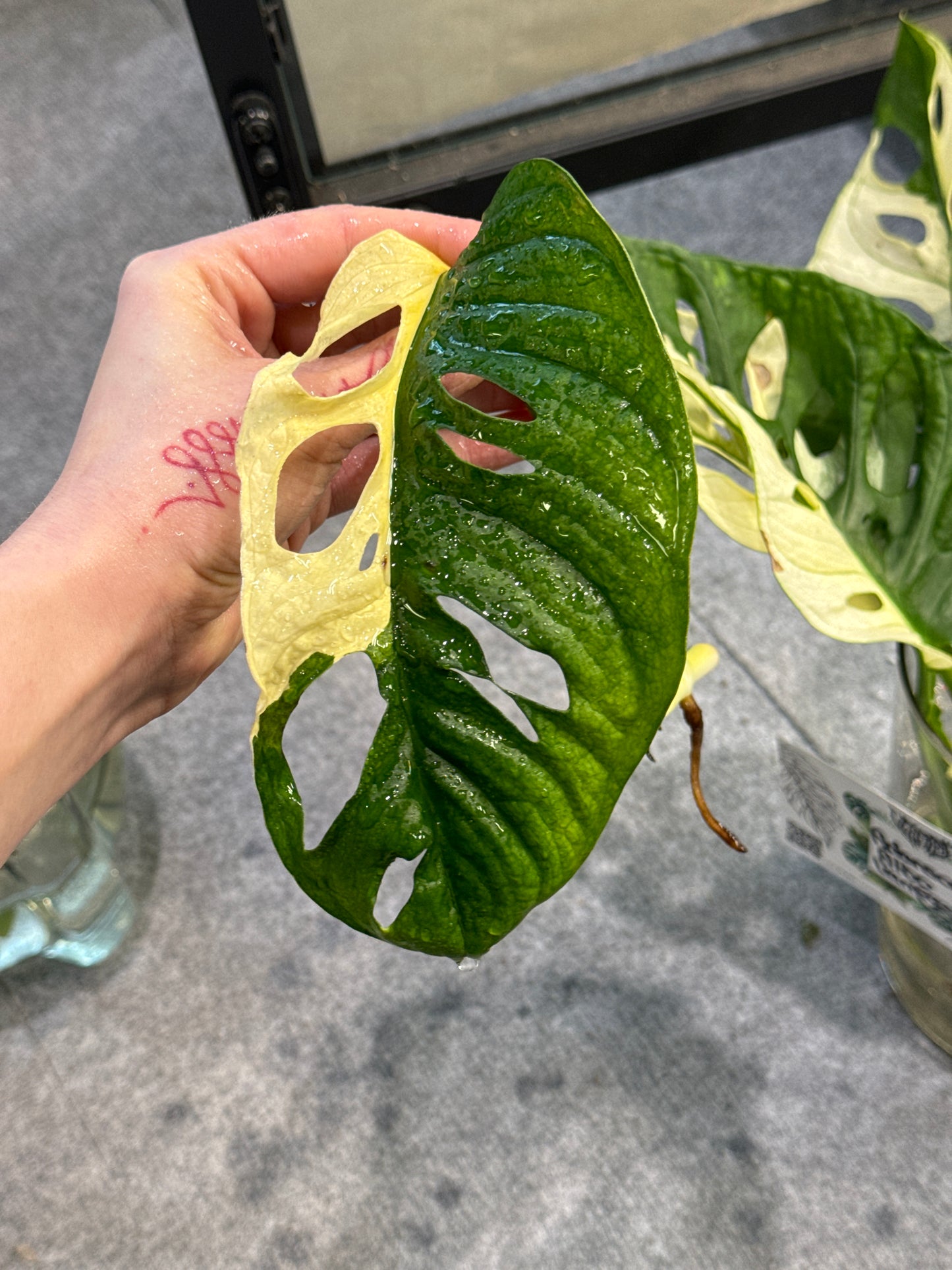 Monstera Adansonii Ableger