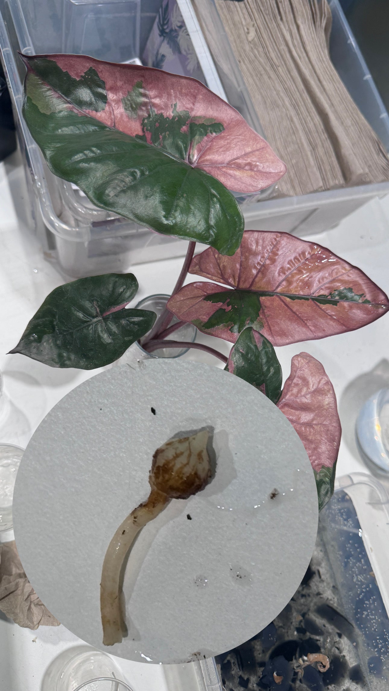Alocasia Yucatan Princess Variegata | Nur Abholung