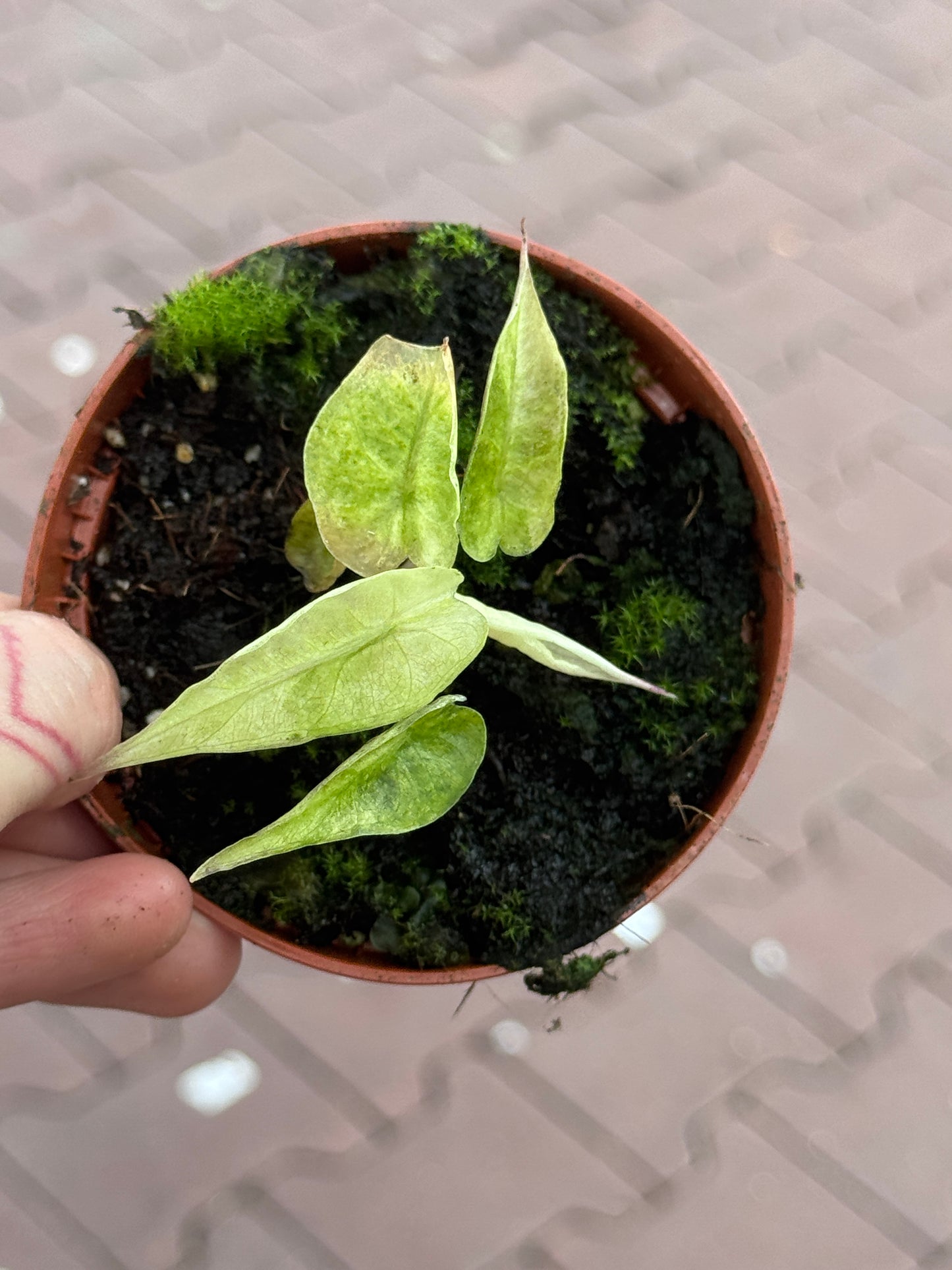 Alocasia Polly Yellow Variegata