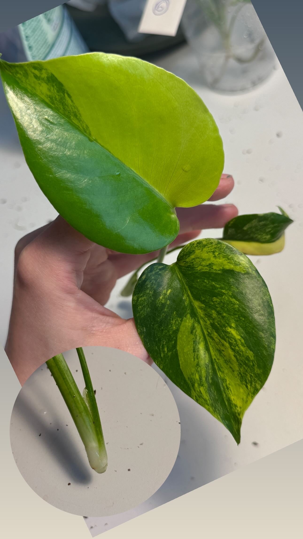Monstera Yellow Marilyn Large Form Cuttings vom 29. April