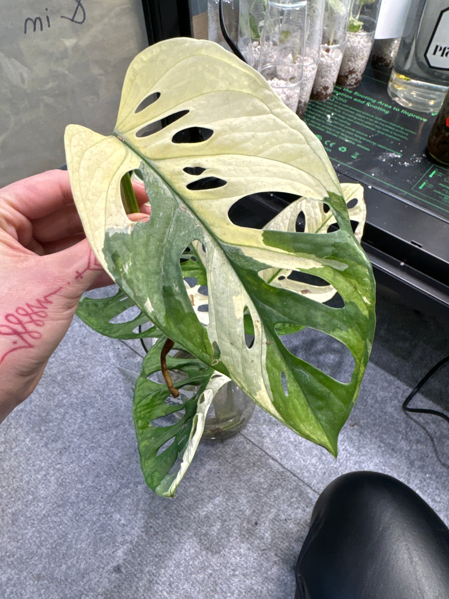 Monstera Adansonii Ableger