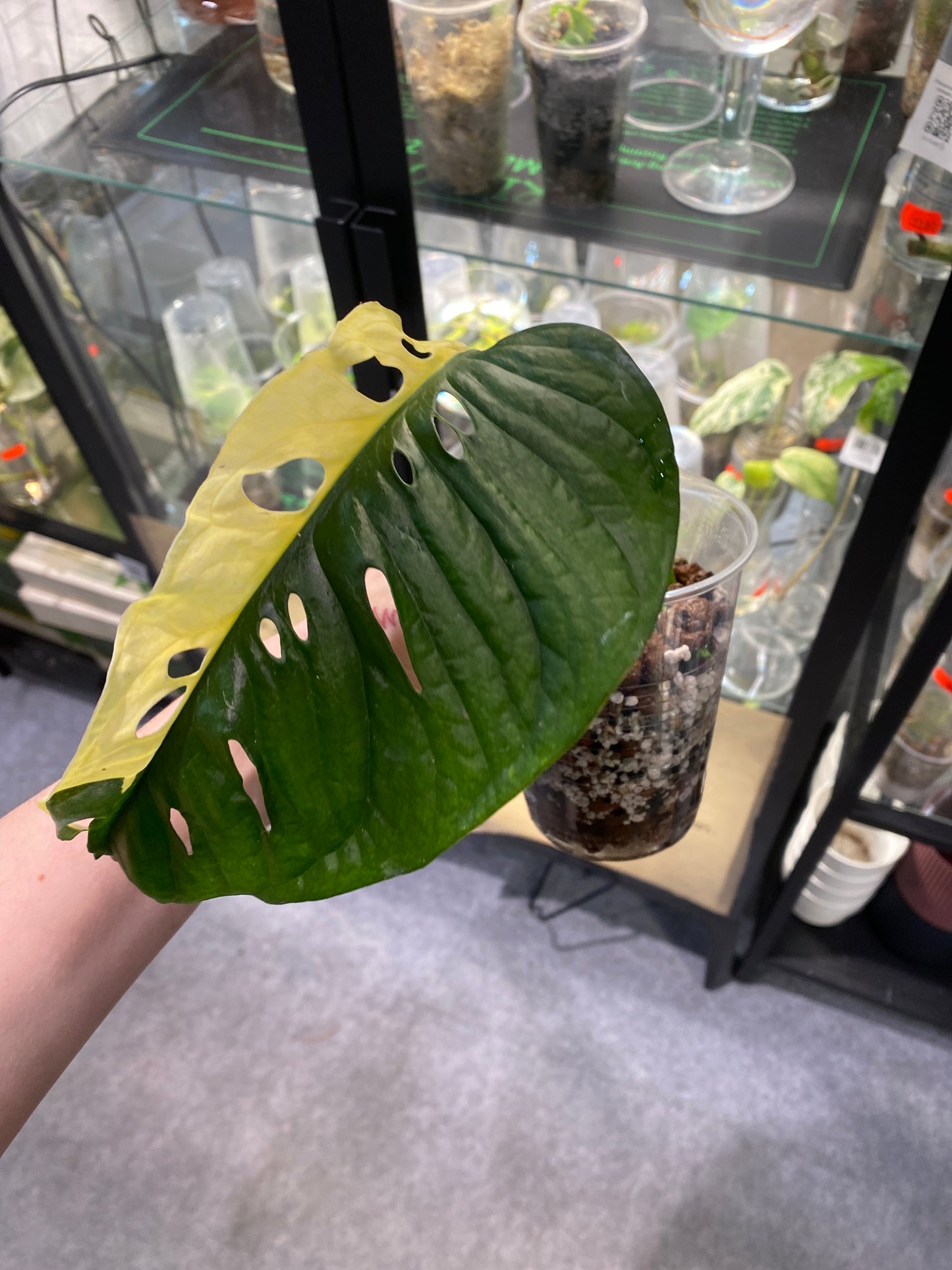 Monstera Adansonii Ableger