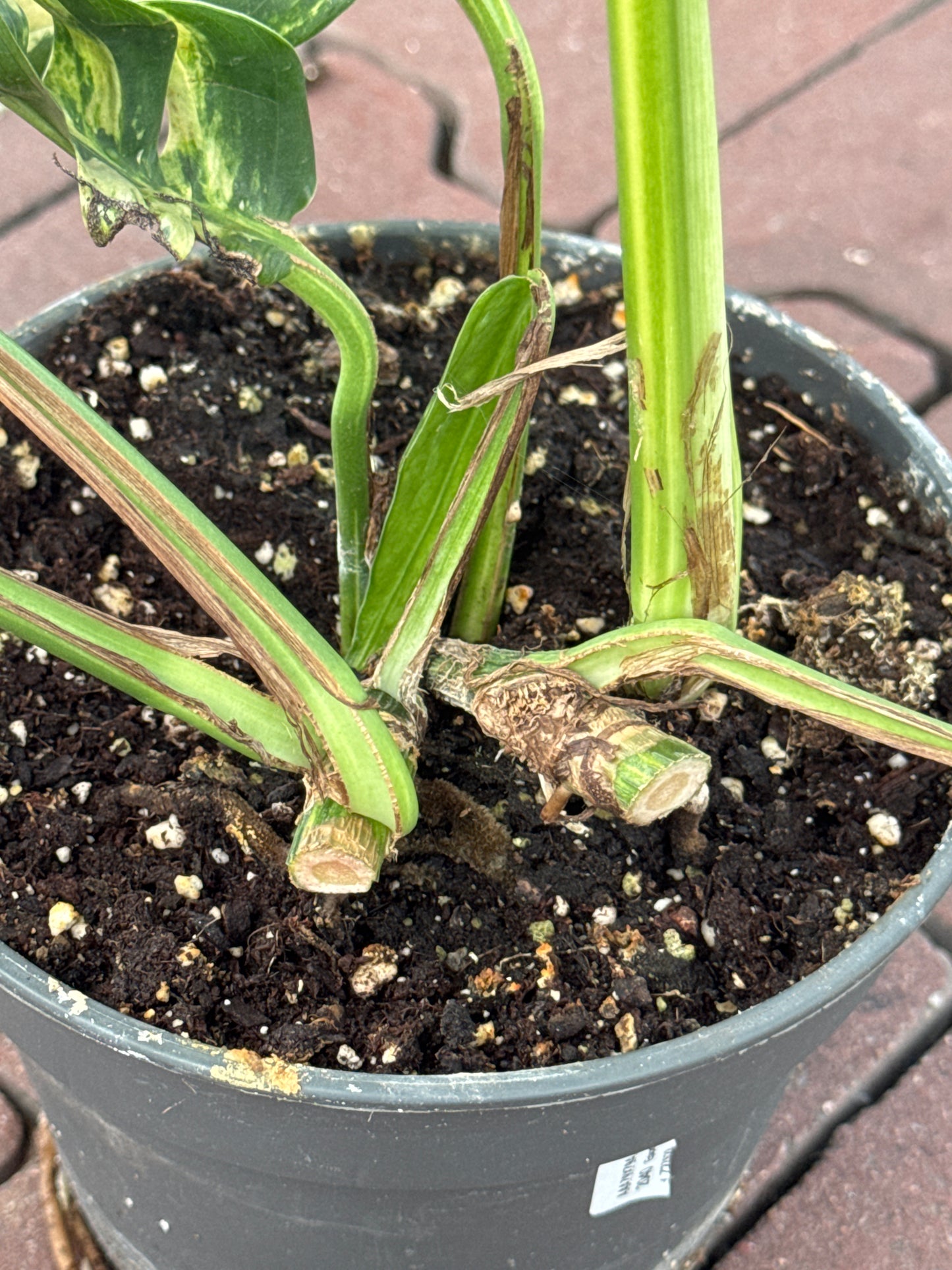 Epipremnum Pinnatum Yellow Flame Pflanze mit einem kopsteckling