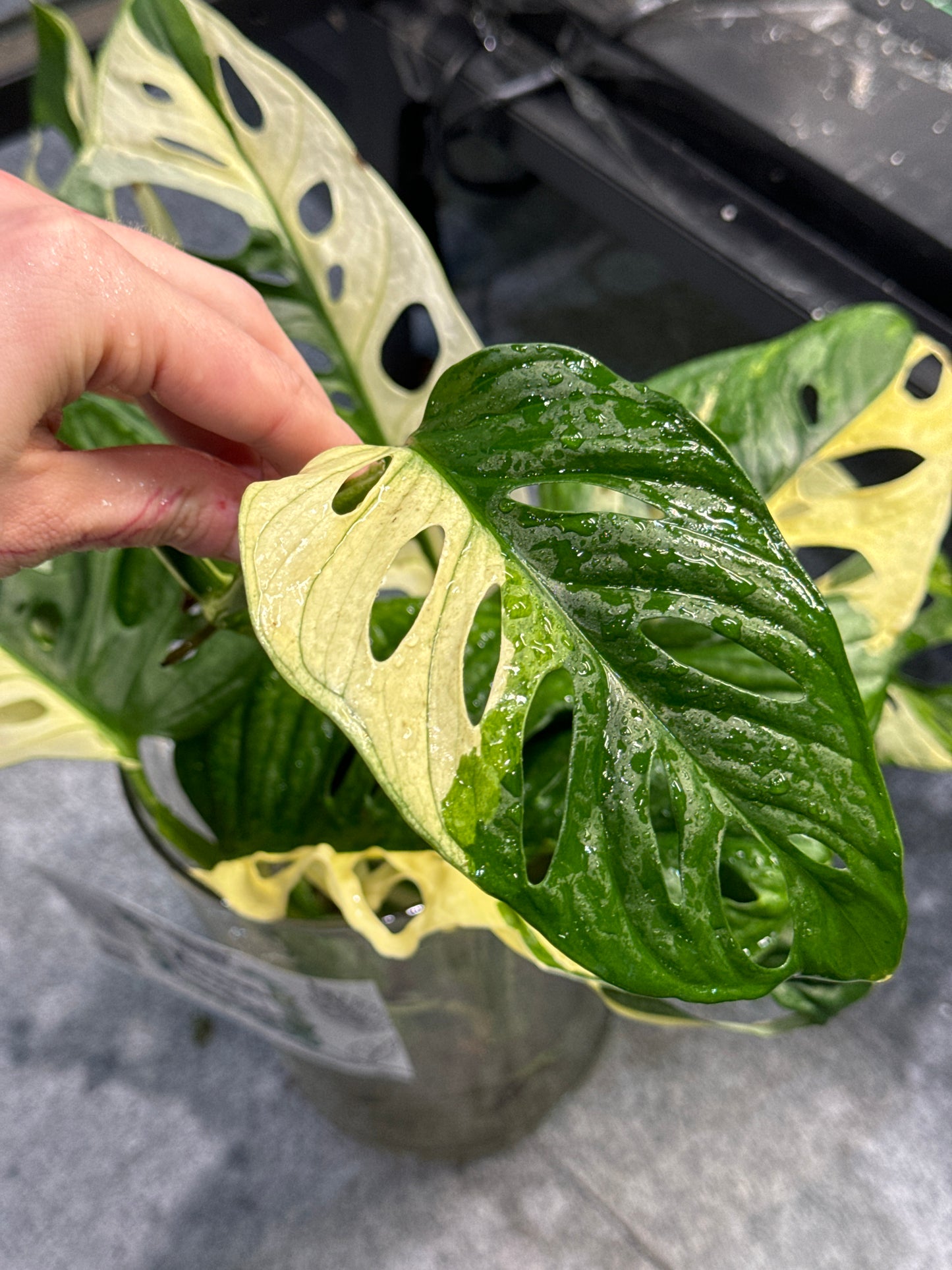 Monstera Adansonii Ableger