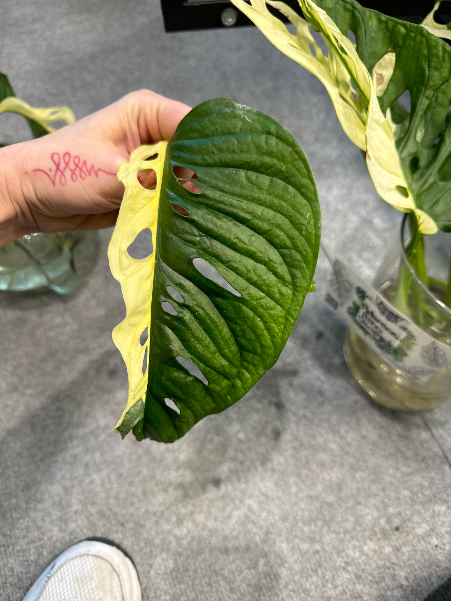 Monstera Adansonii Ableger