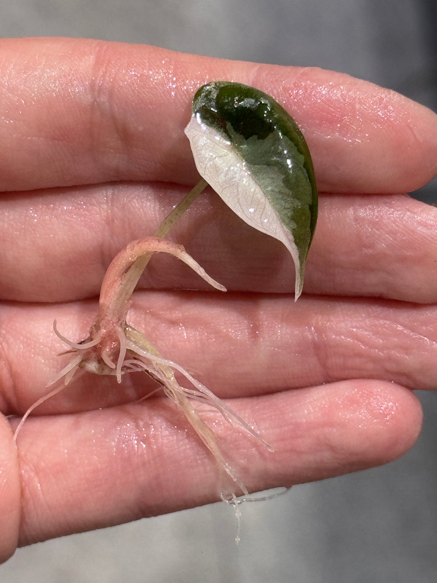 Alocasia Azlanii Variegata | Nur Abholung