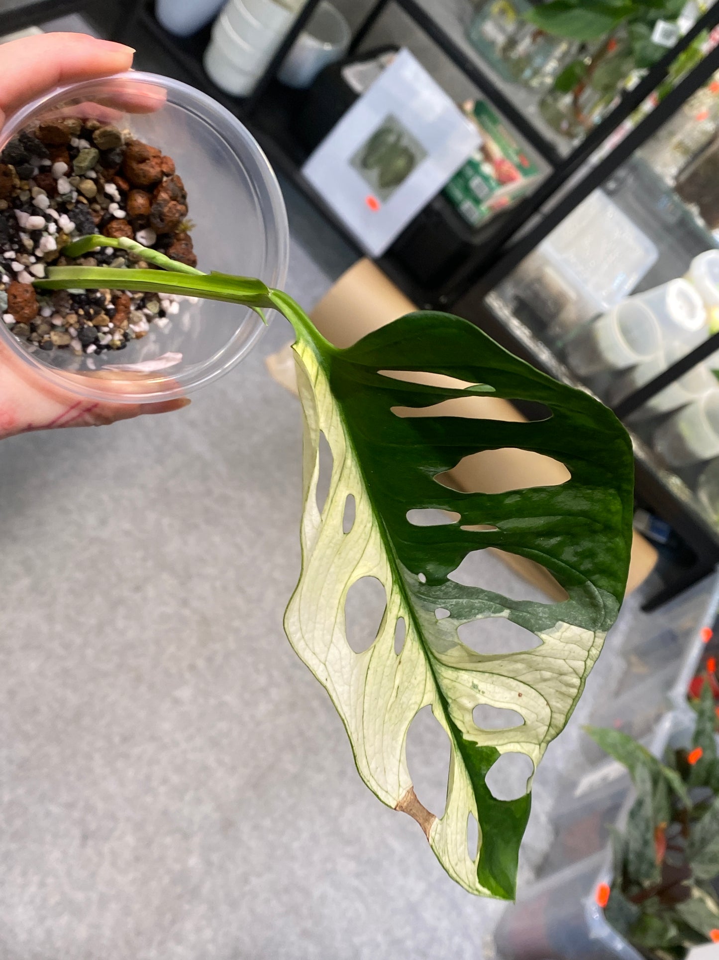 Monstera Adansonii Ableger