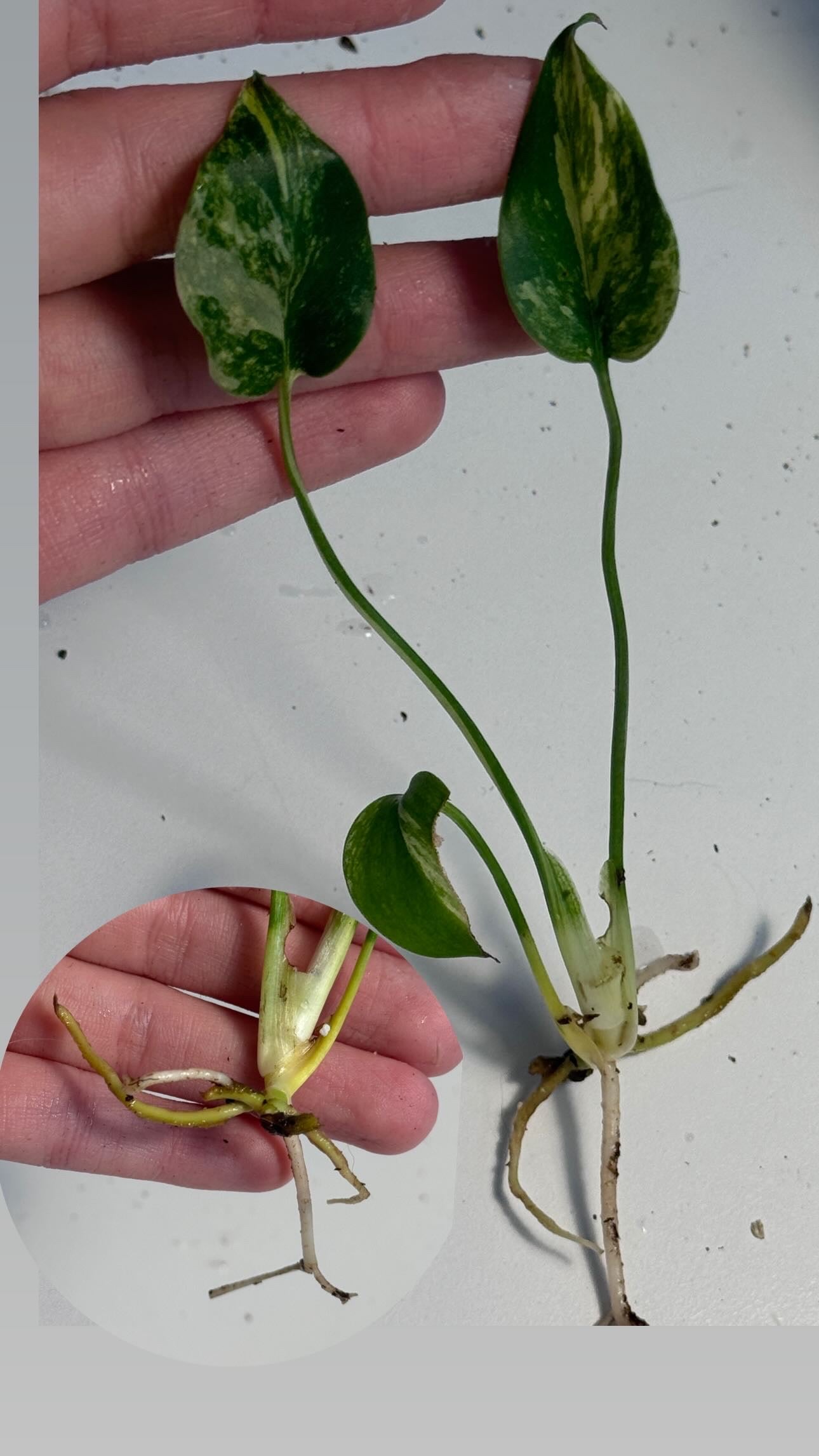 Monstera Yellow Marilyn Large Form Cuttings vom 29. April