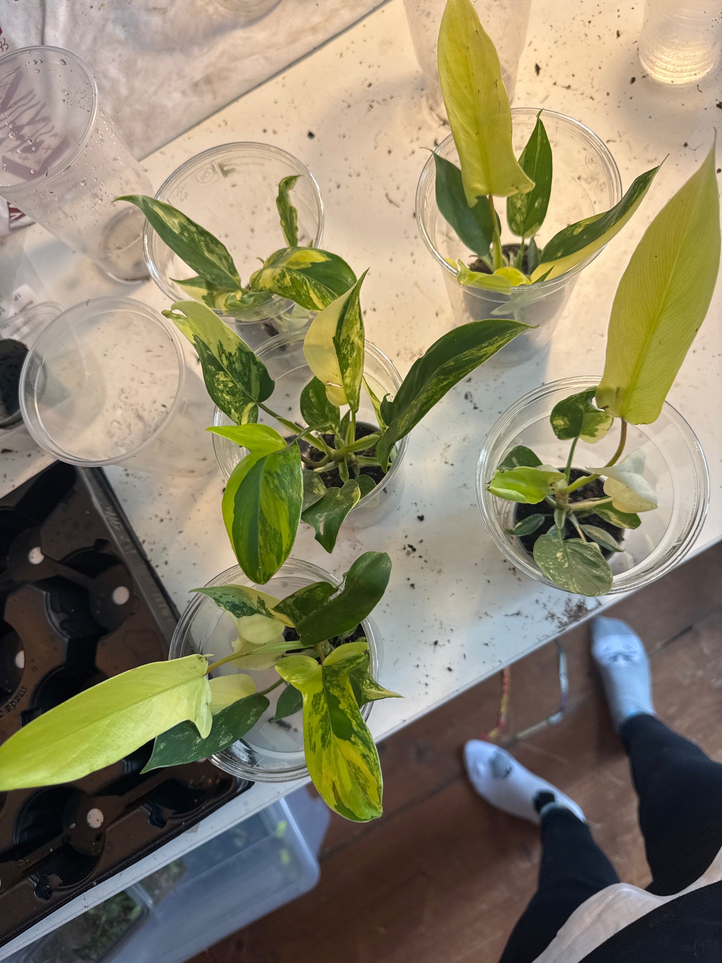 Philodendron Florida Beauty Ableger