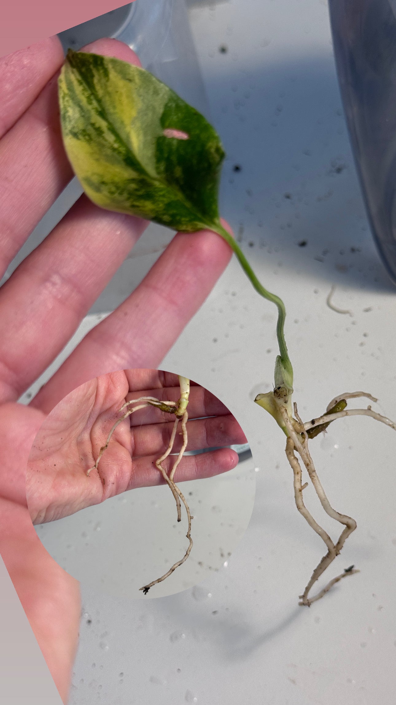 Monstera Yellow Marilyn Large Form Cuttings vom 29. April