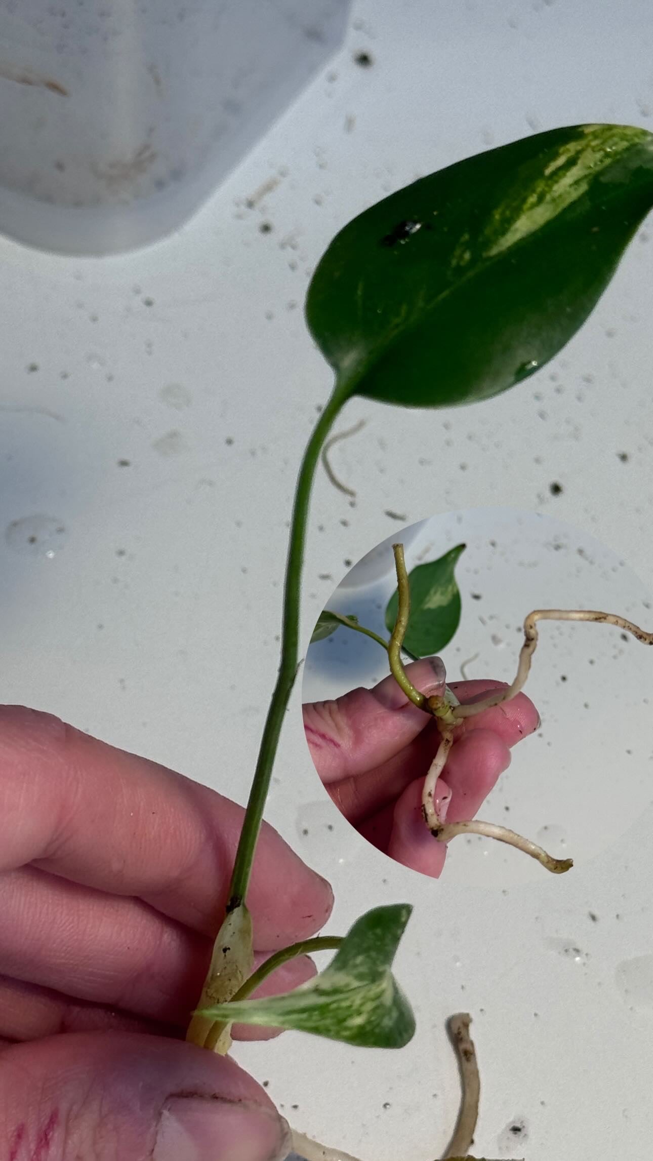 Monstera Yellow Marilyn Large Form Cuttings vom 29. April