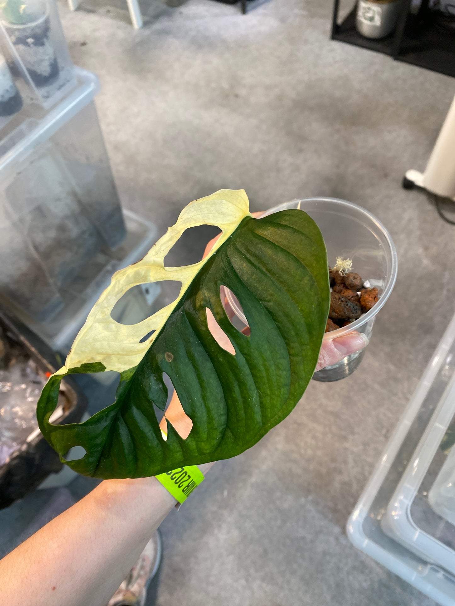 Monstera Adansonii Ableger