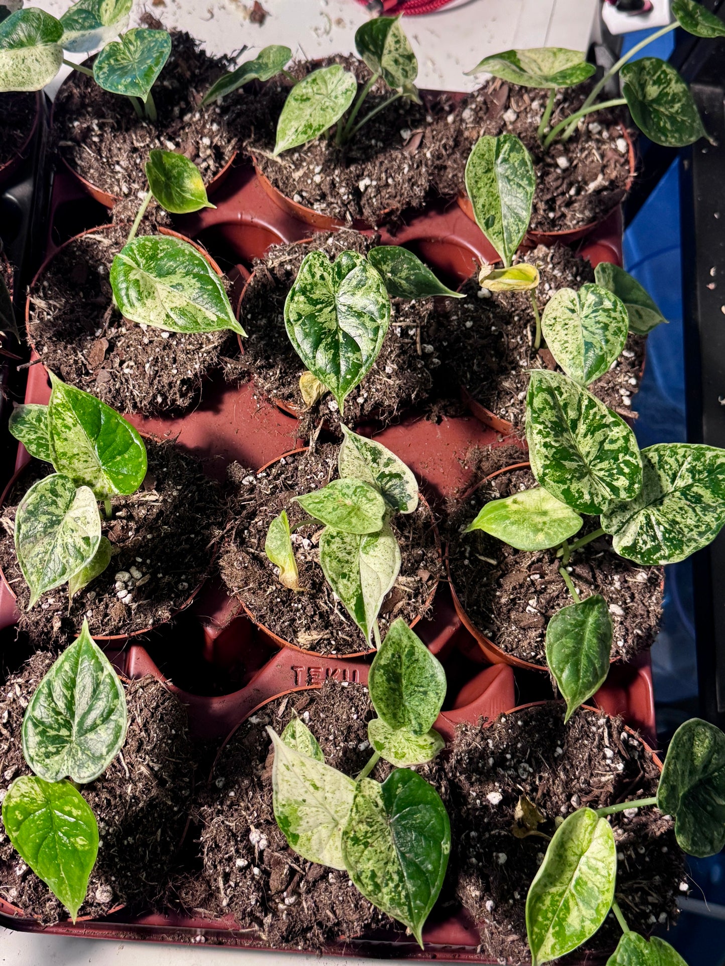 Monstera Deliciosa White Monster Baby PLÅNT in Erde