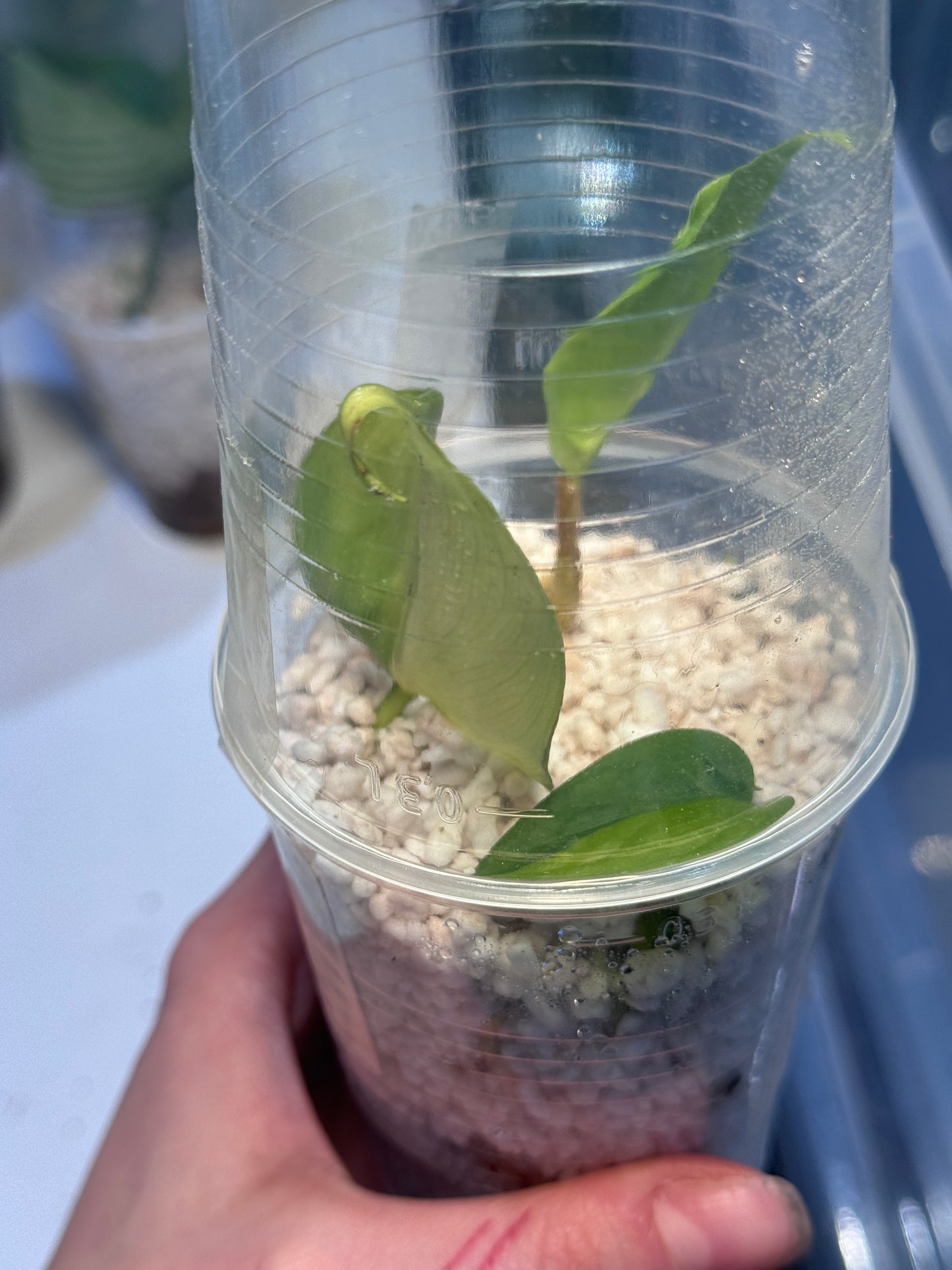 Ableger mix (Adansonii aurea, aglaonema pictum tricolor, Philodendron Scandens Brasil)