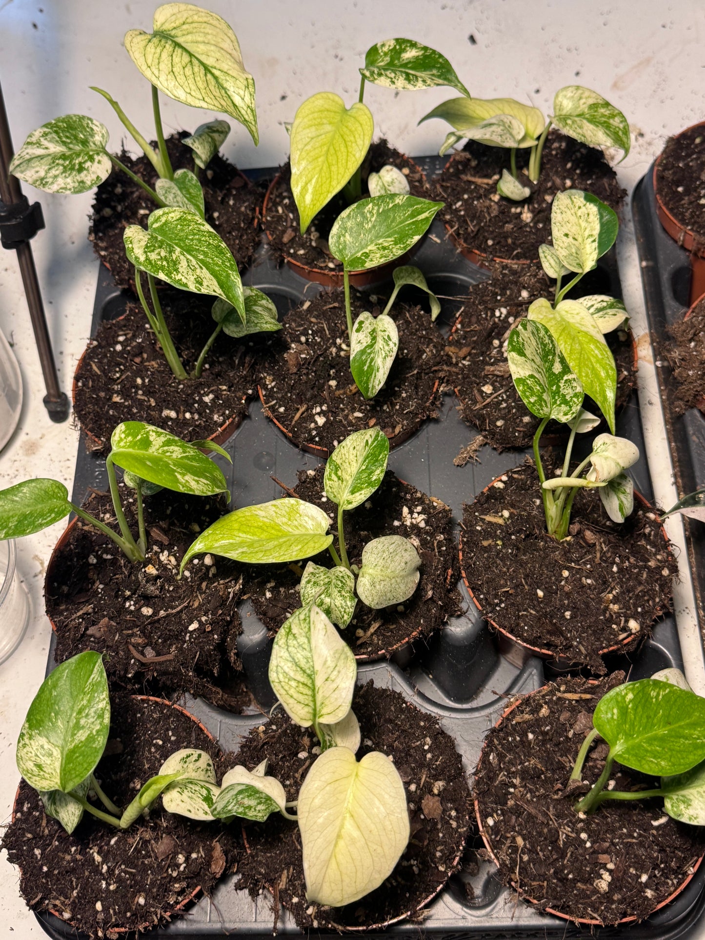 2 zum Preis für 1 ! Monstera Deliciosa White Monster / Dragon Scale mint Baby PLÅNT in Erde