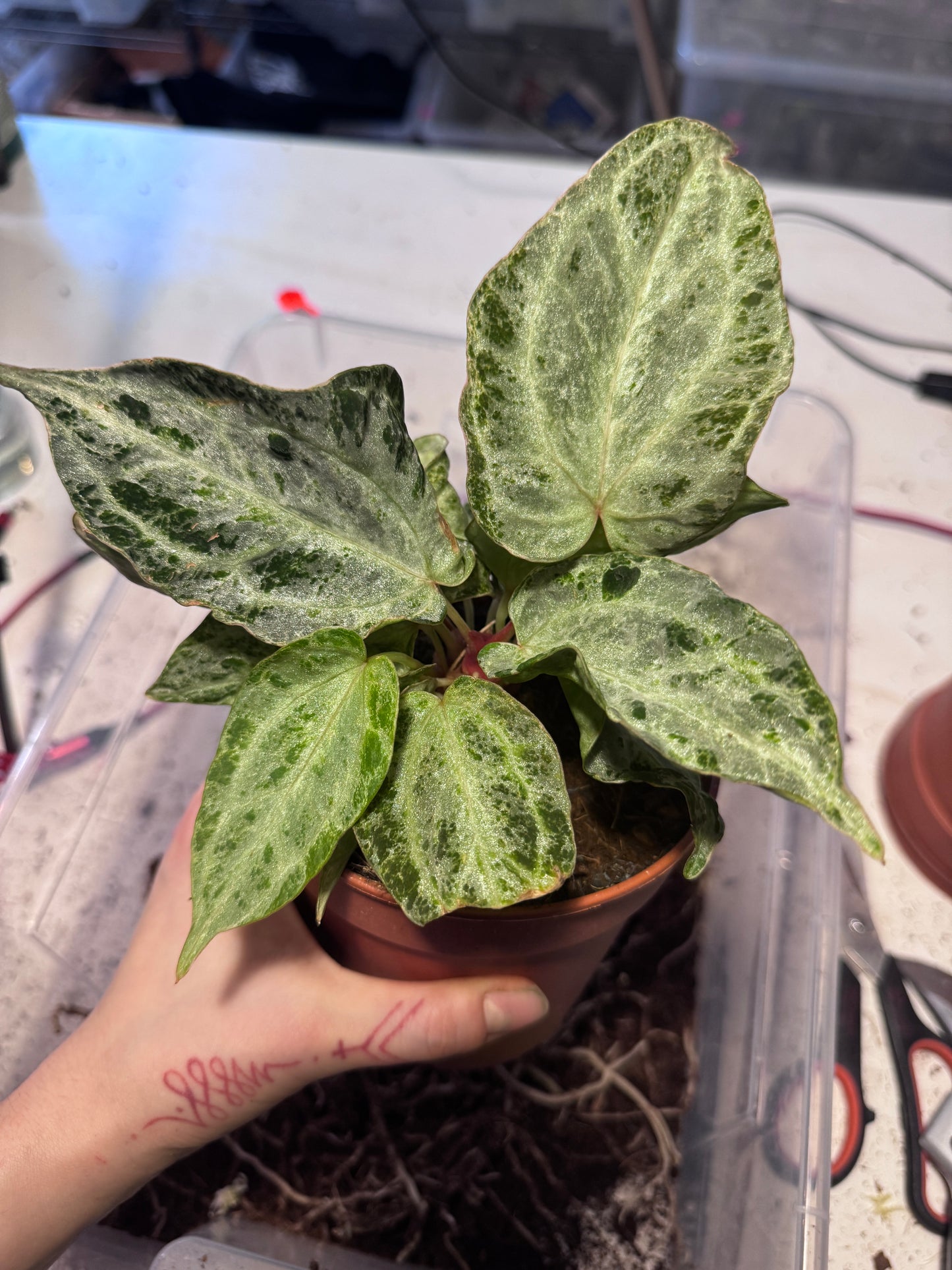 Anthurium Michelle x super Silver Blush Mint