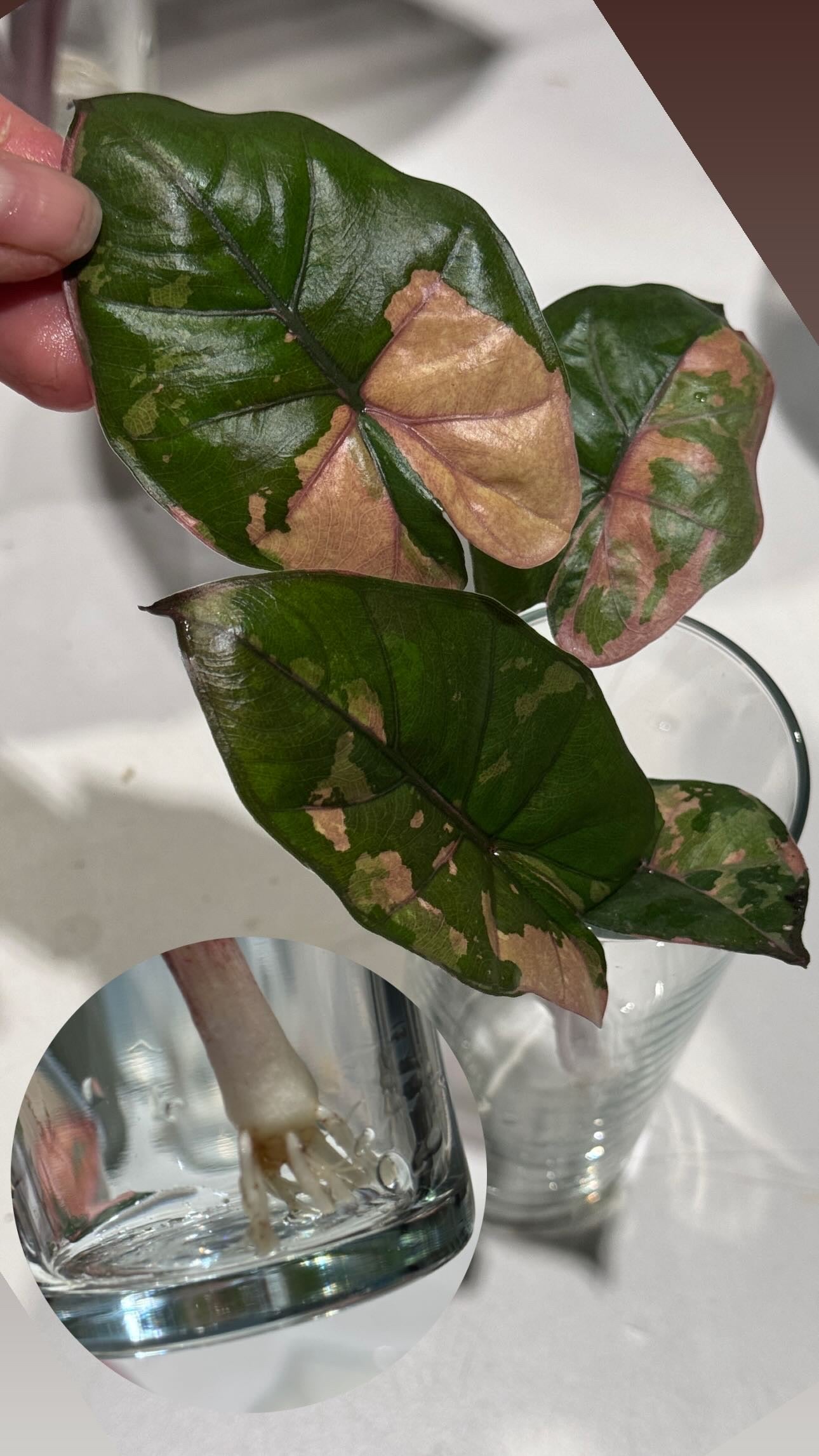 Alocasia Yucatan Princess Variegata | Nur Abholung