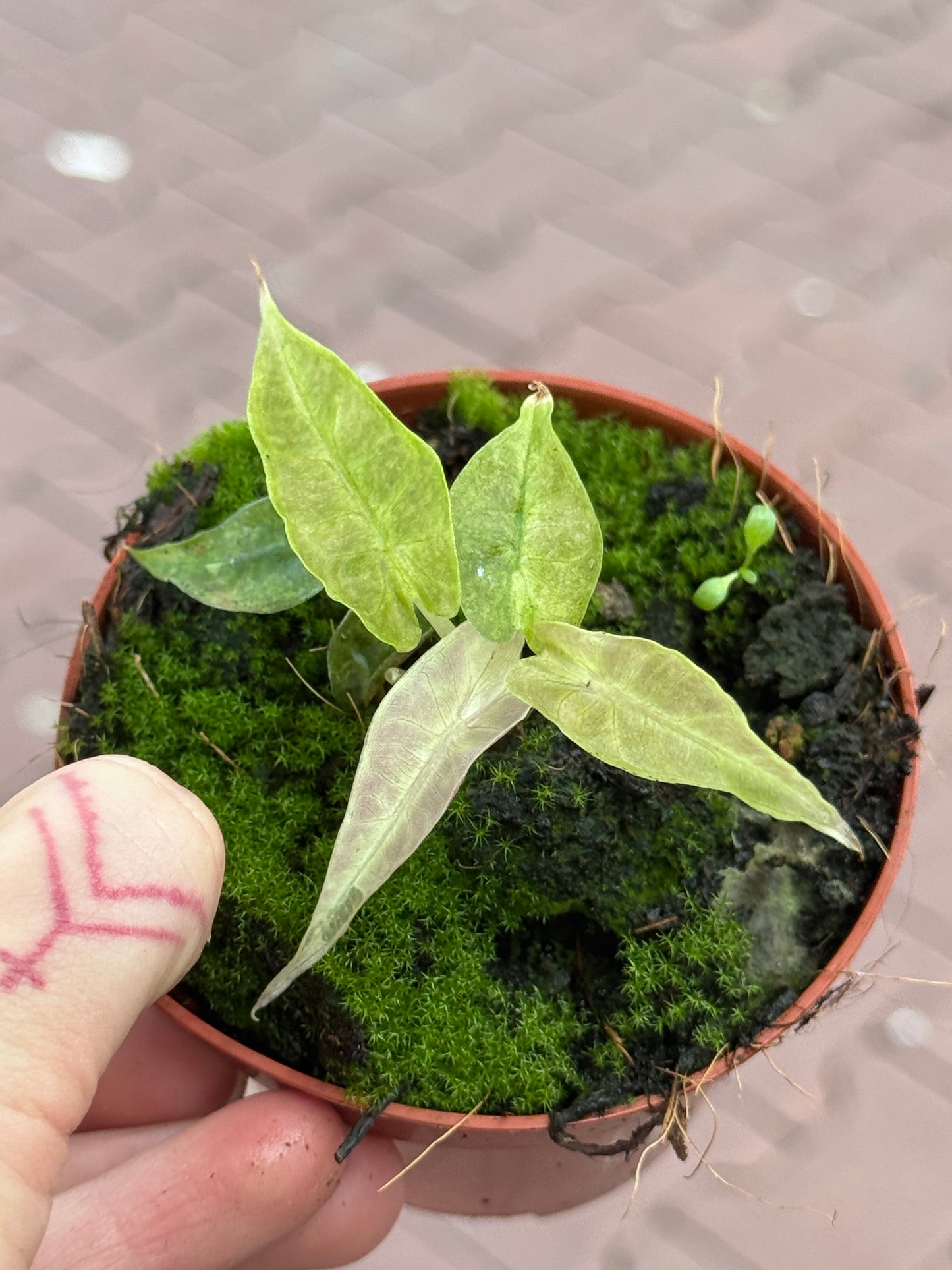 Alocasia Polly Yellow Variegata