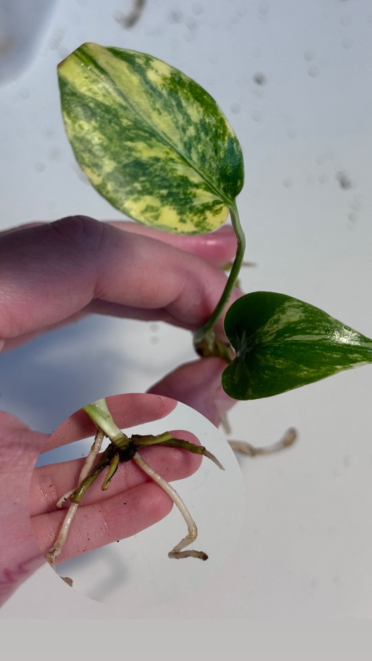 Monstera Yellow Marilyn Large Form Cuttings vom 29. April