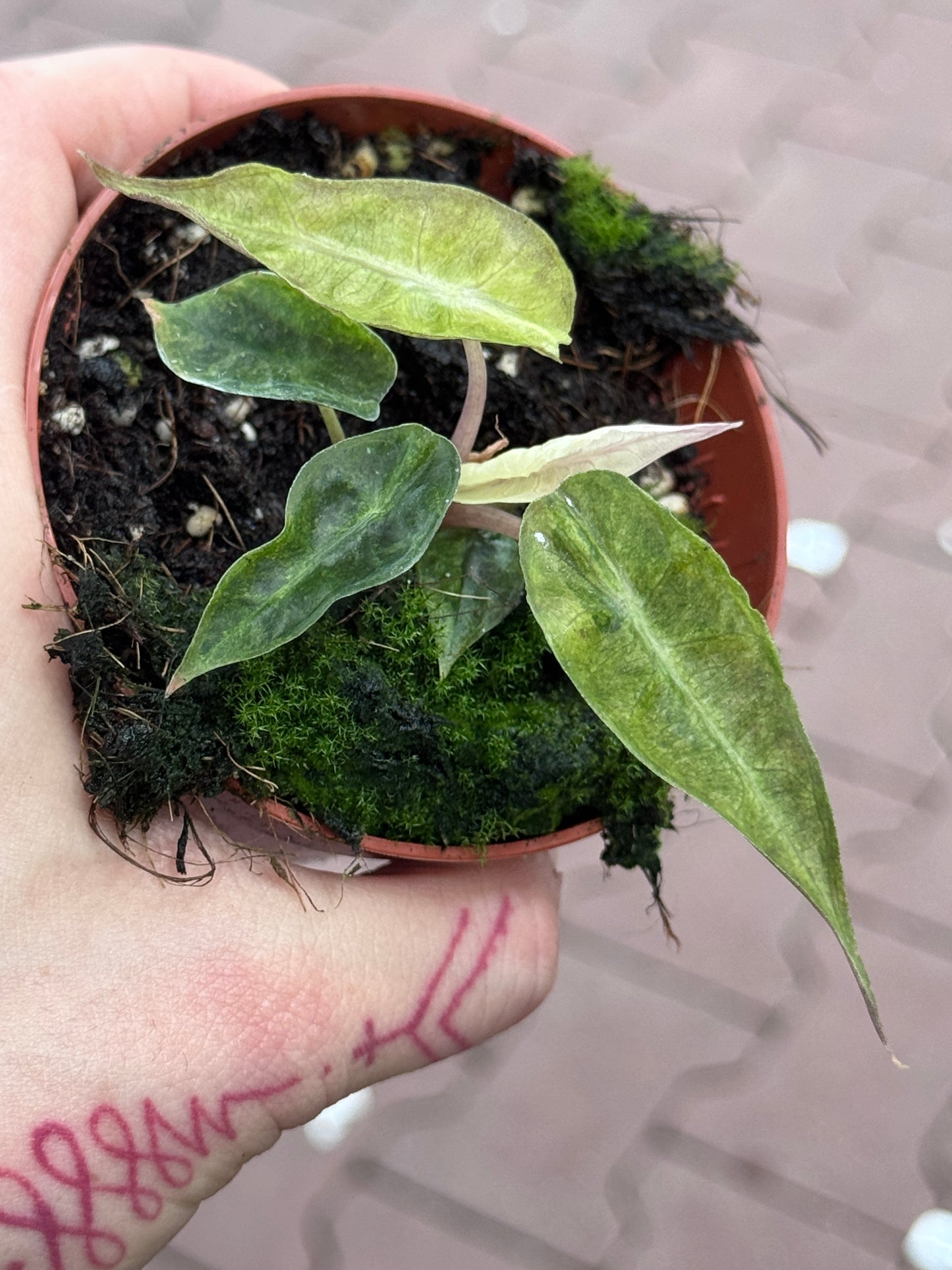 Alocasia Polly Yellow Variegata