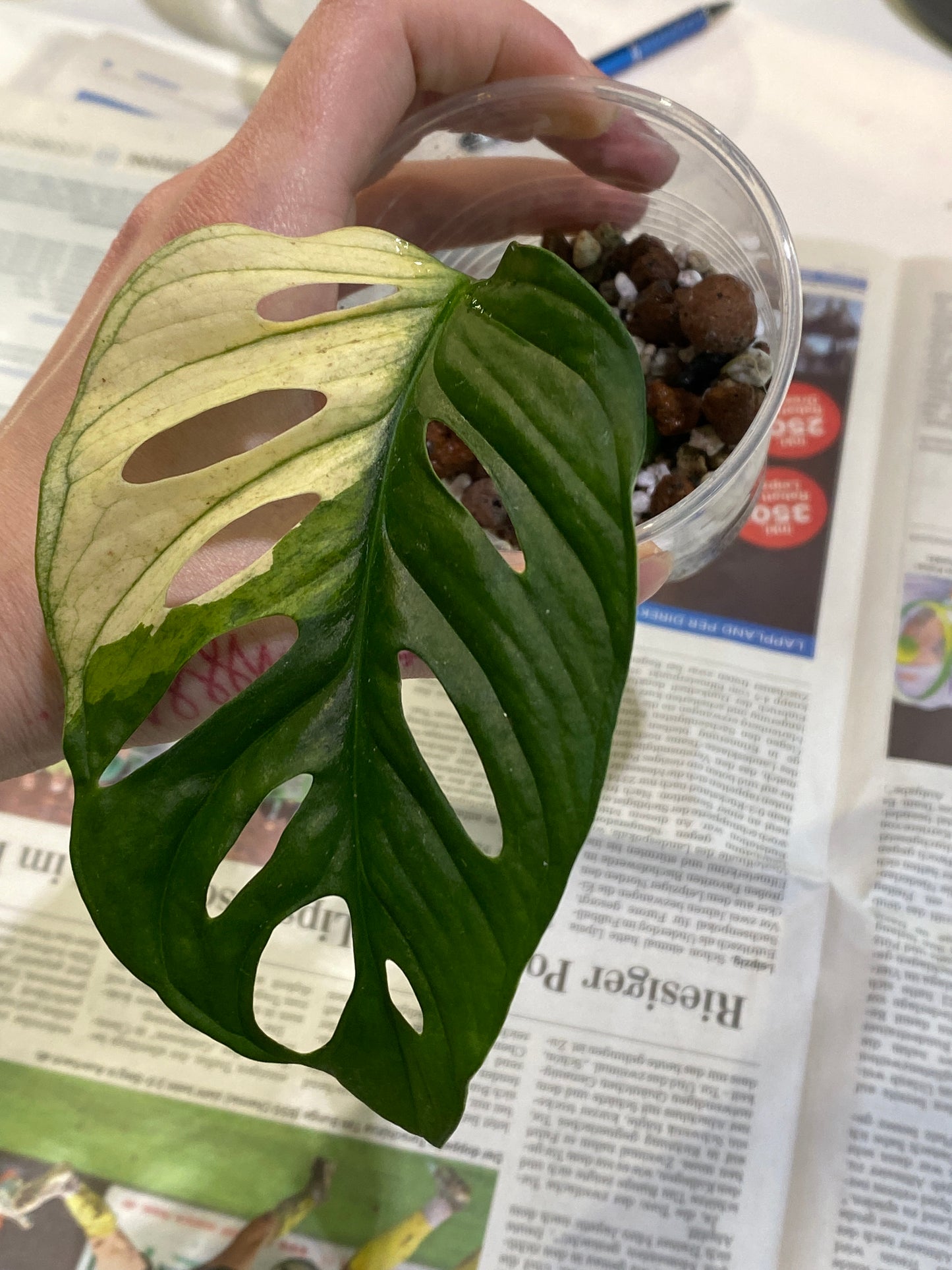 Monstera Adansonii Ableger
