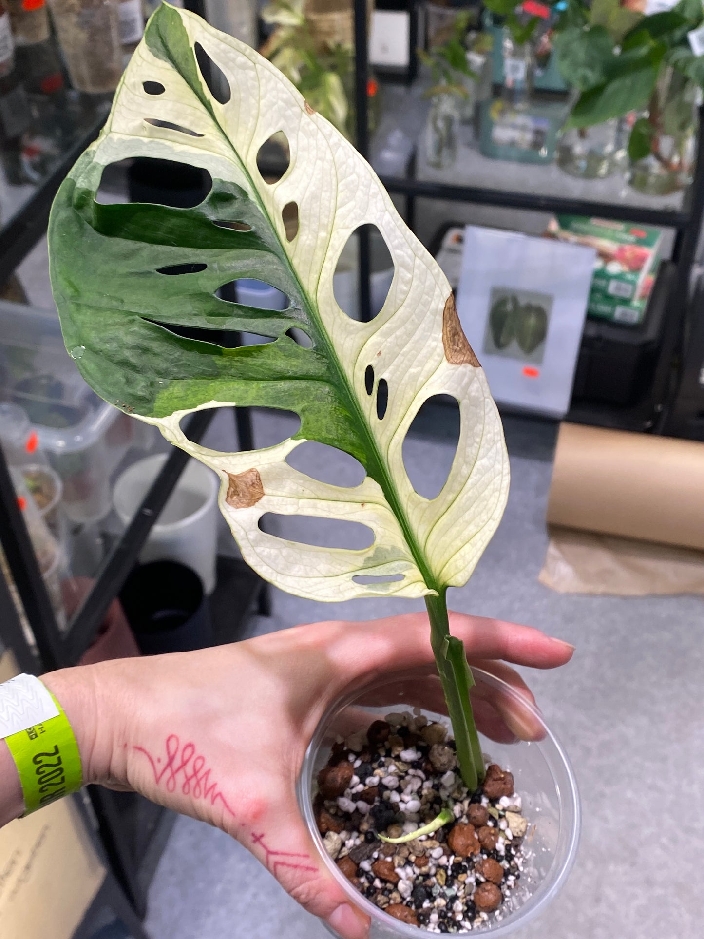 Monstera Adansonii Ableger
