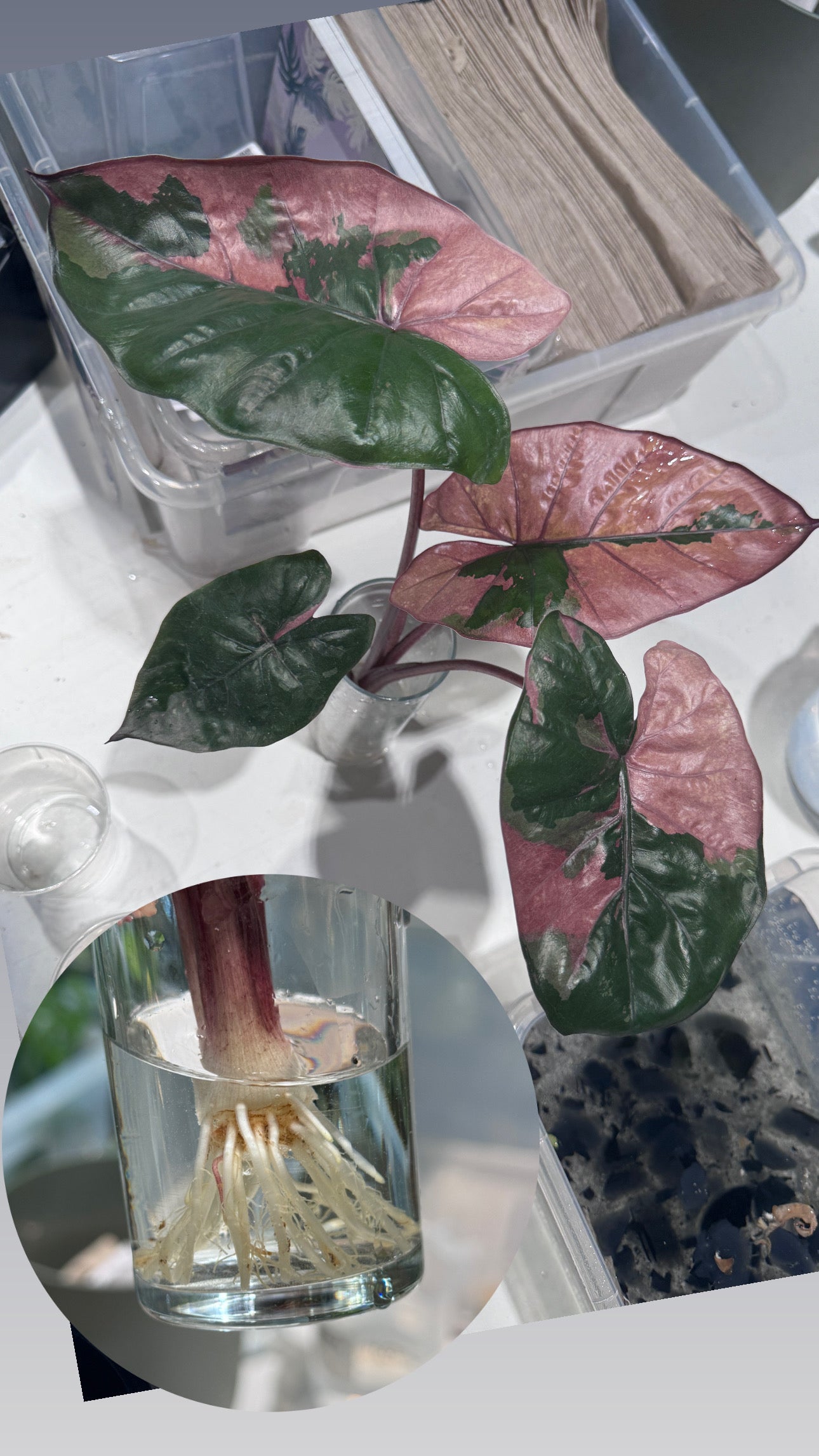 Alocasia Yucatan Princess Variegata | Nur Abholung
