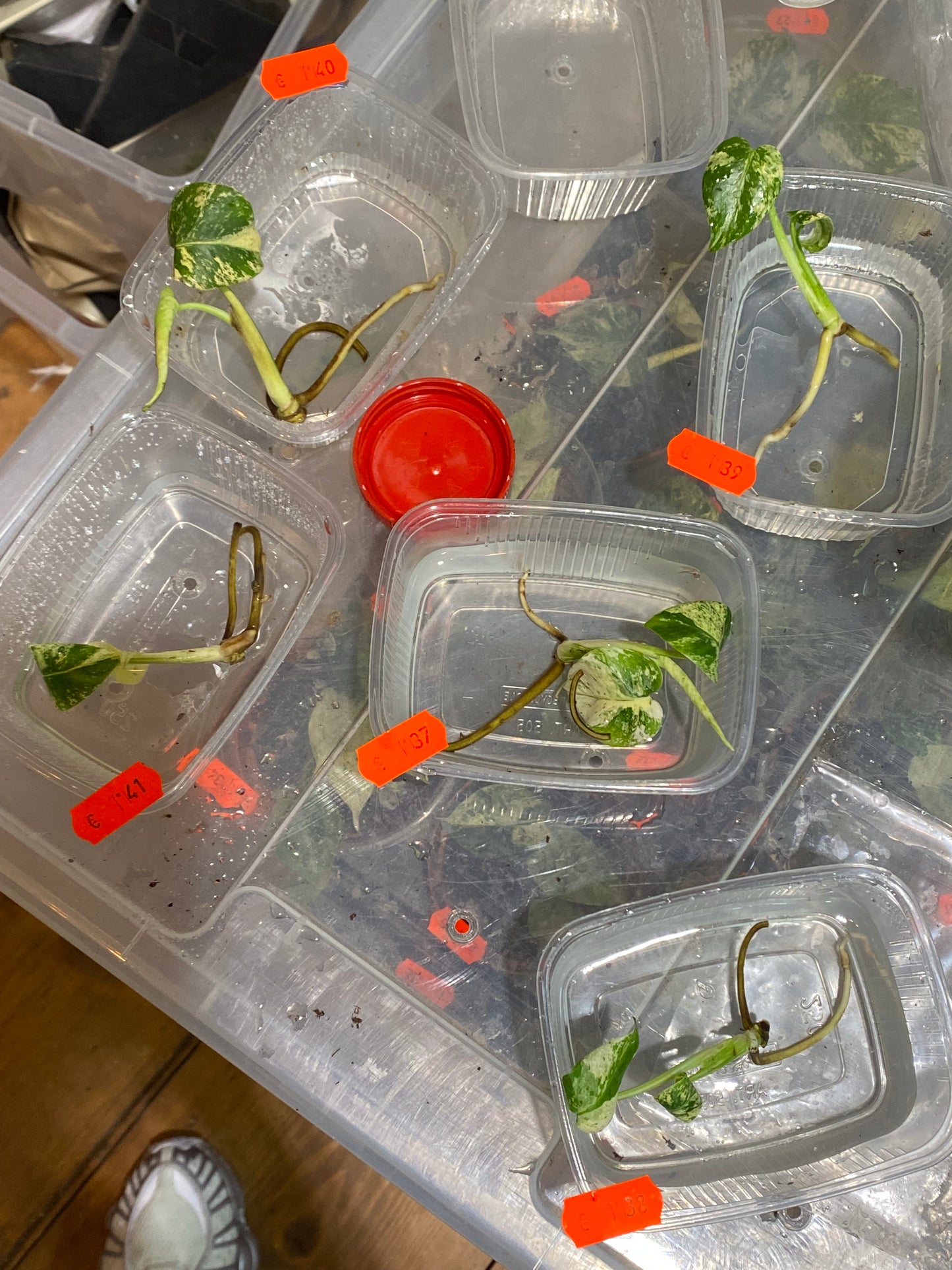 Monstera White Monster TC