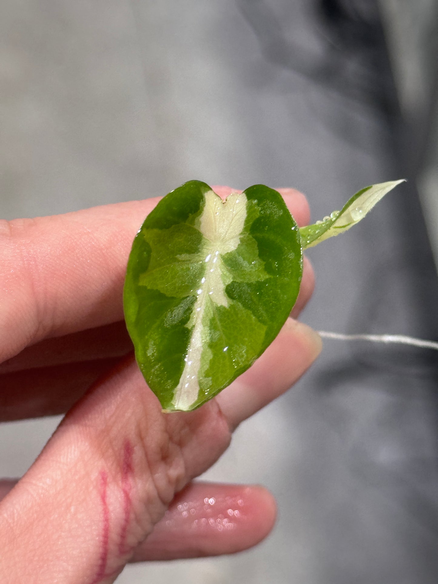 Alocasia Regal Shields Albo Variegata | Nur Abholung