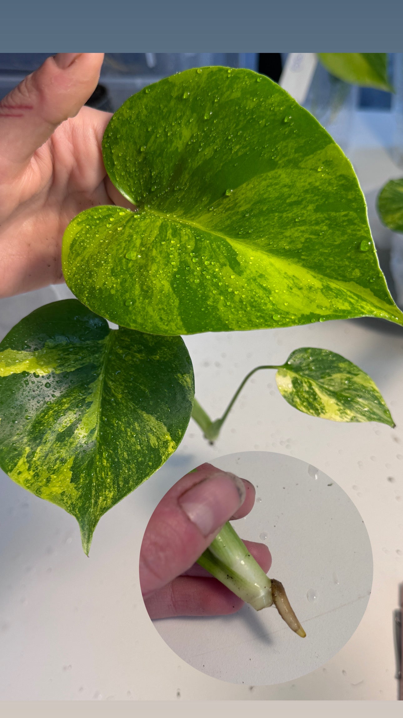 Monstera Yellow Marilyn Large Form Cuttings vom 29. April