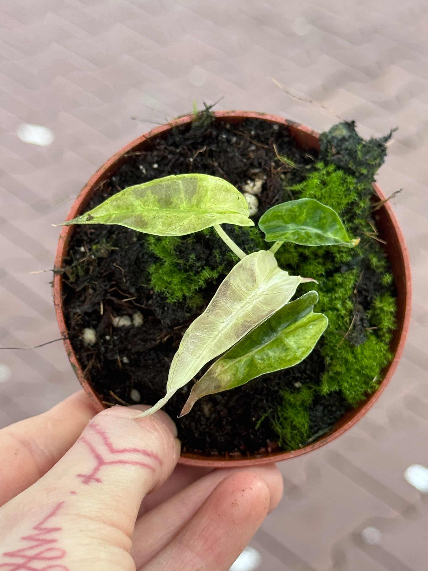 Alocasia Polly Yellow Variegata