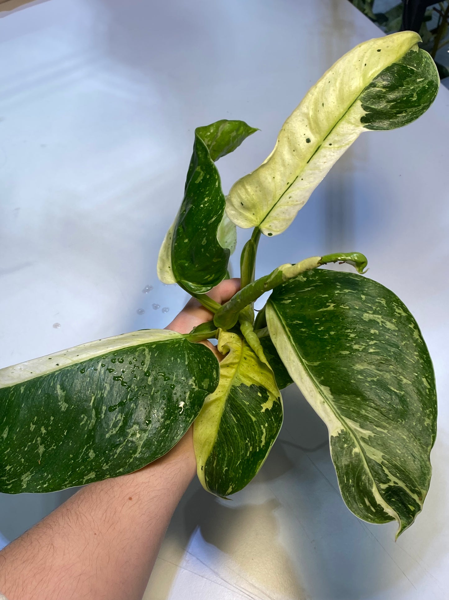 Philodendron Jose Buono
