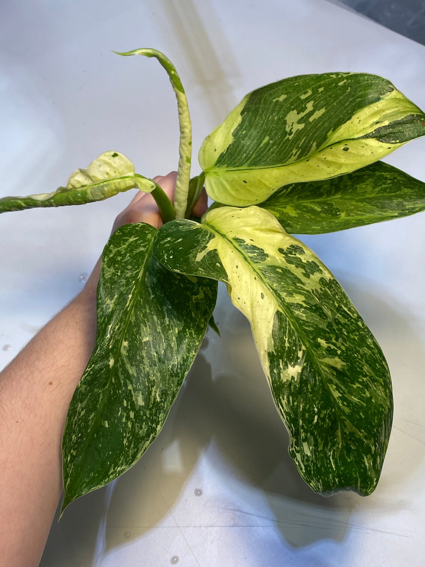 Philodendron Jose Buono