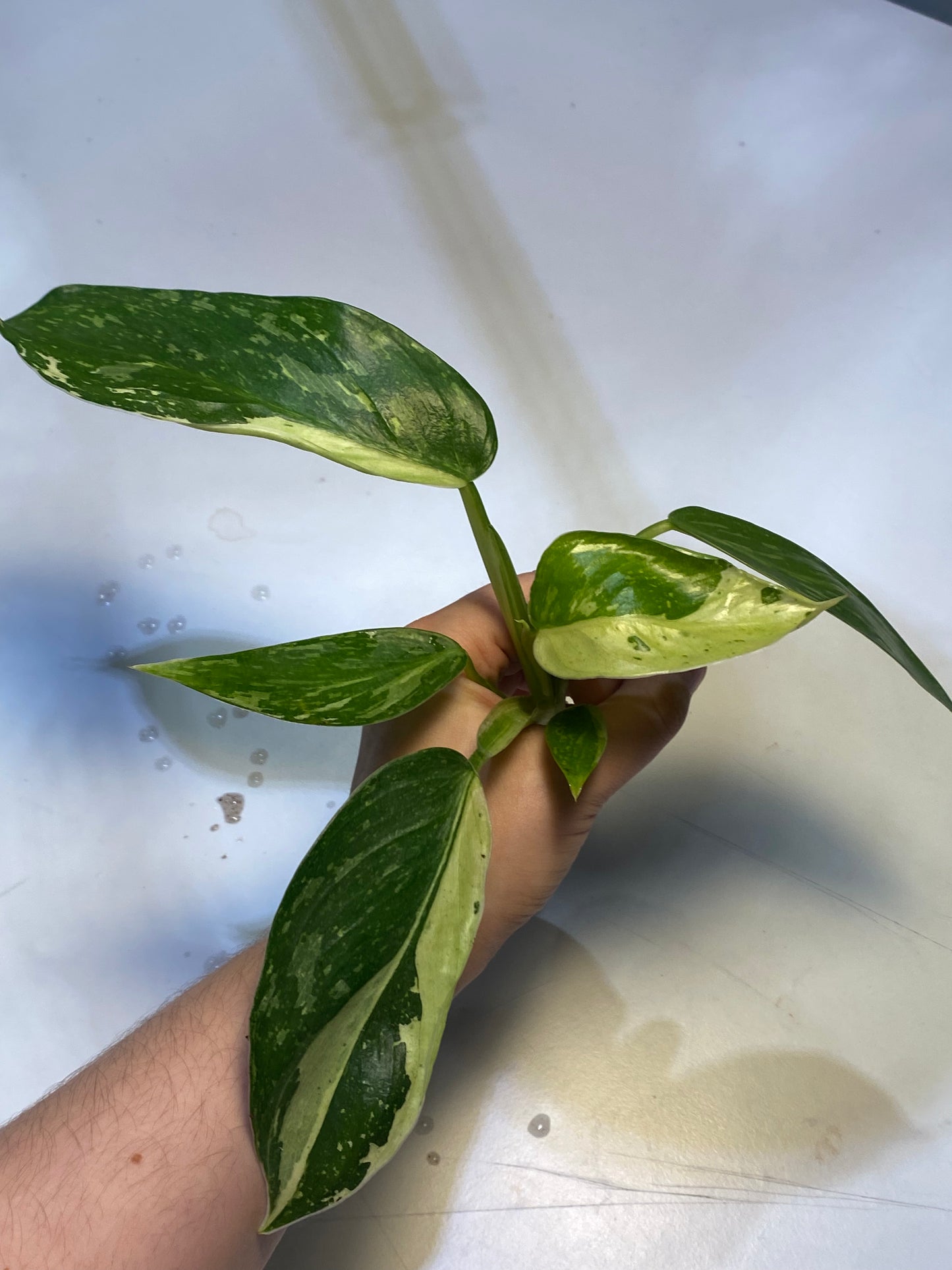 Philodendron Jose Buono