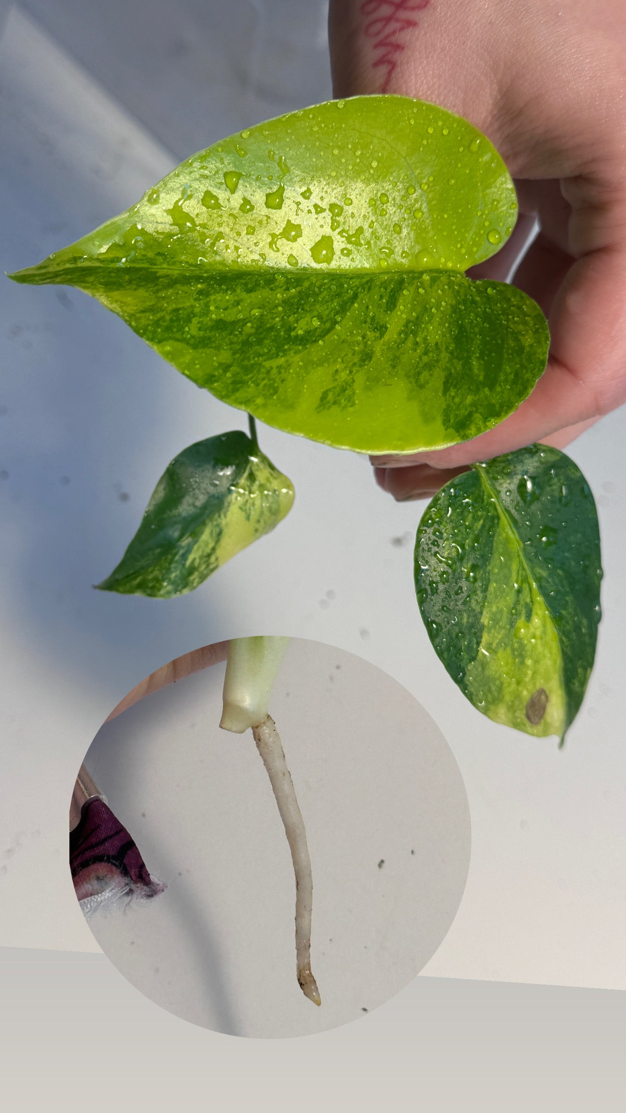Monstera Yellow Marilyn Large Form Cuttings vom 29. April