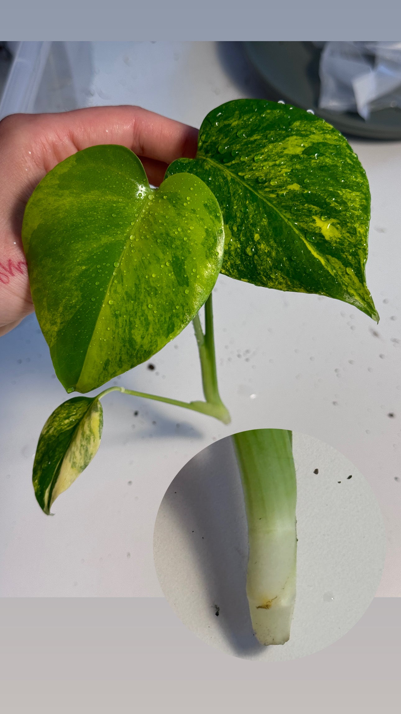 Monstera Yellow Marilyn Large Form Cuttings vom 29. April