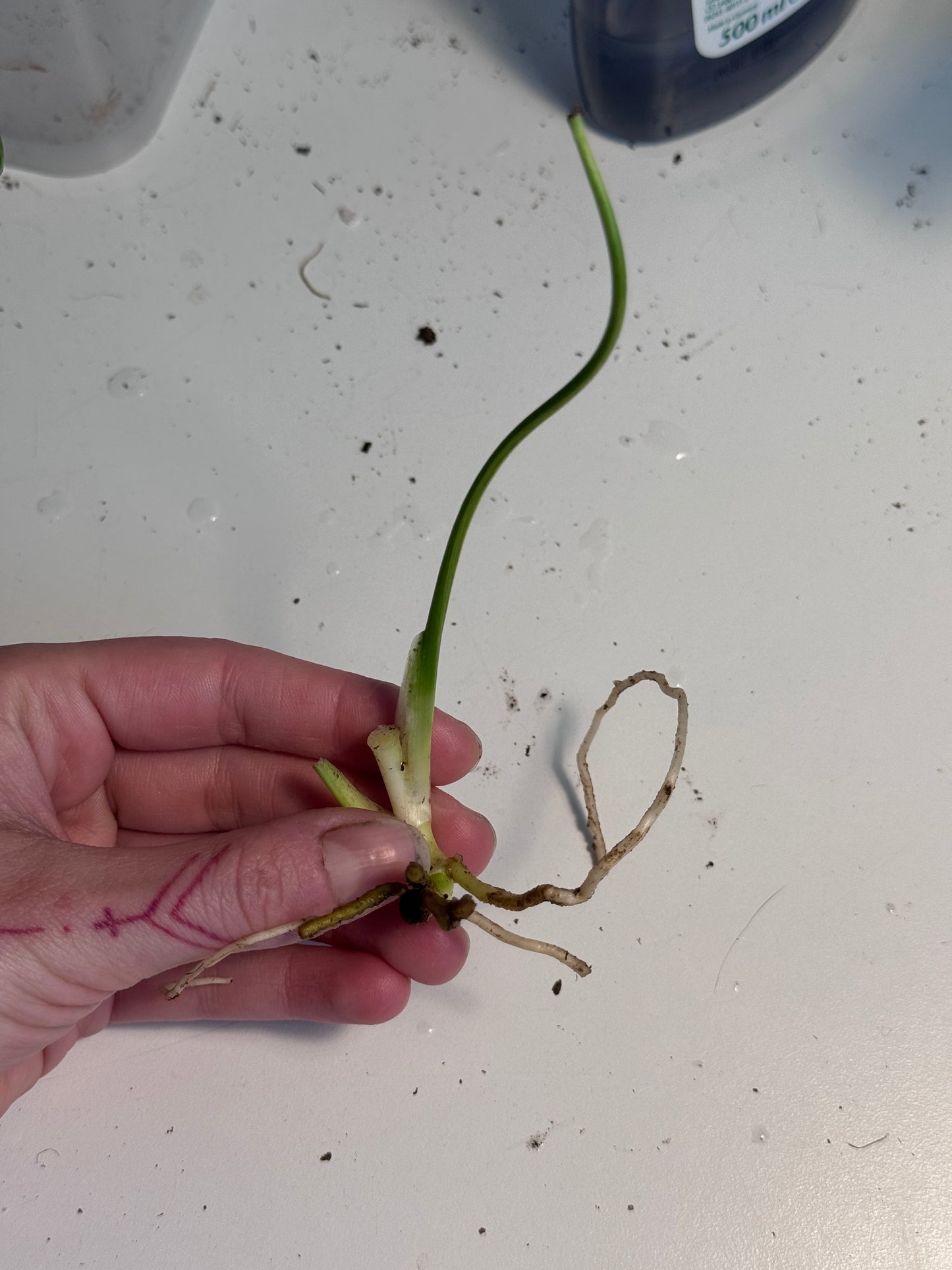 Monstera Yellow Marilyn Large Form Cuttings vom 29. April