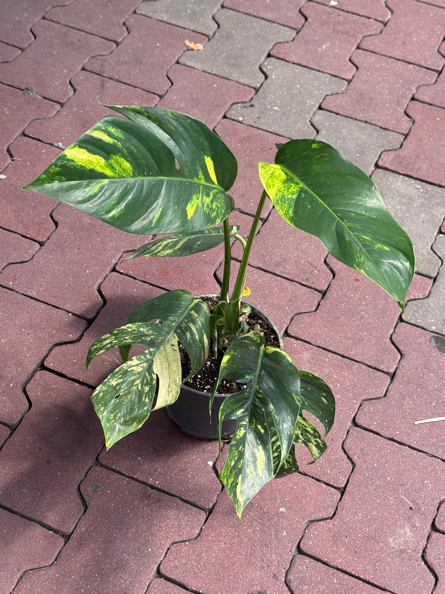Epipremnum Pinnatum Yellow Flame Pflanze mit einem kopsteckling