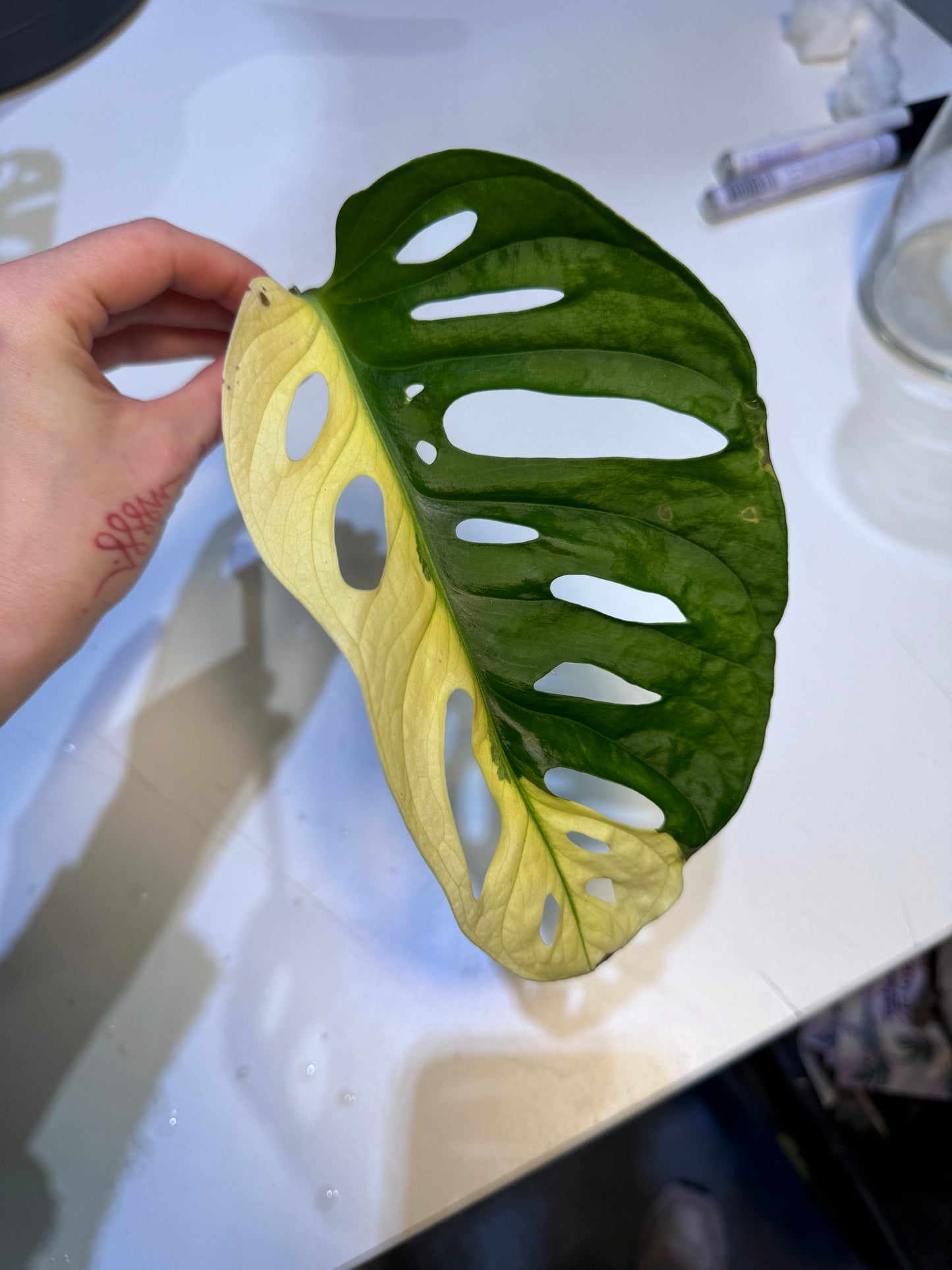 Monstera Adansonii Ableger