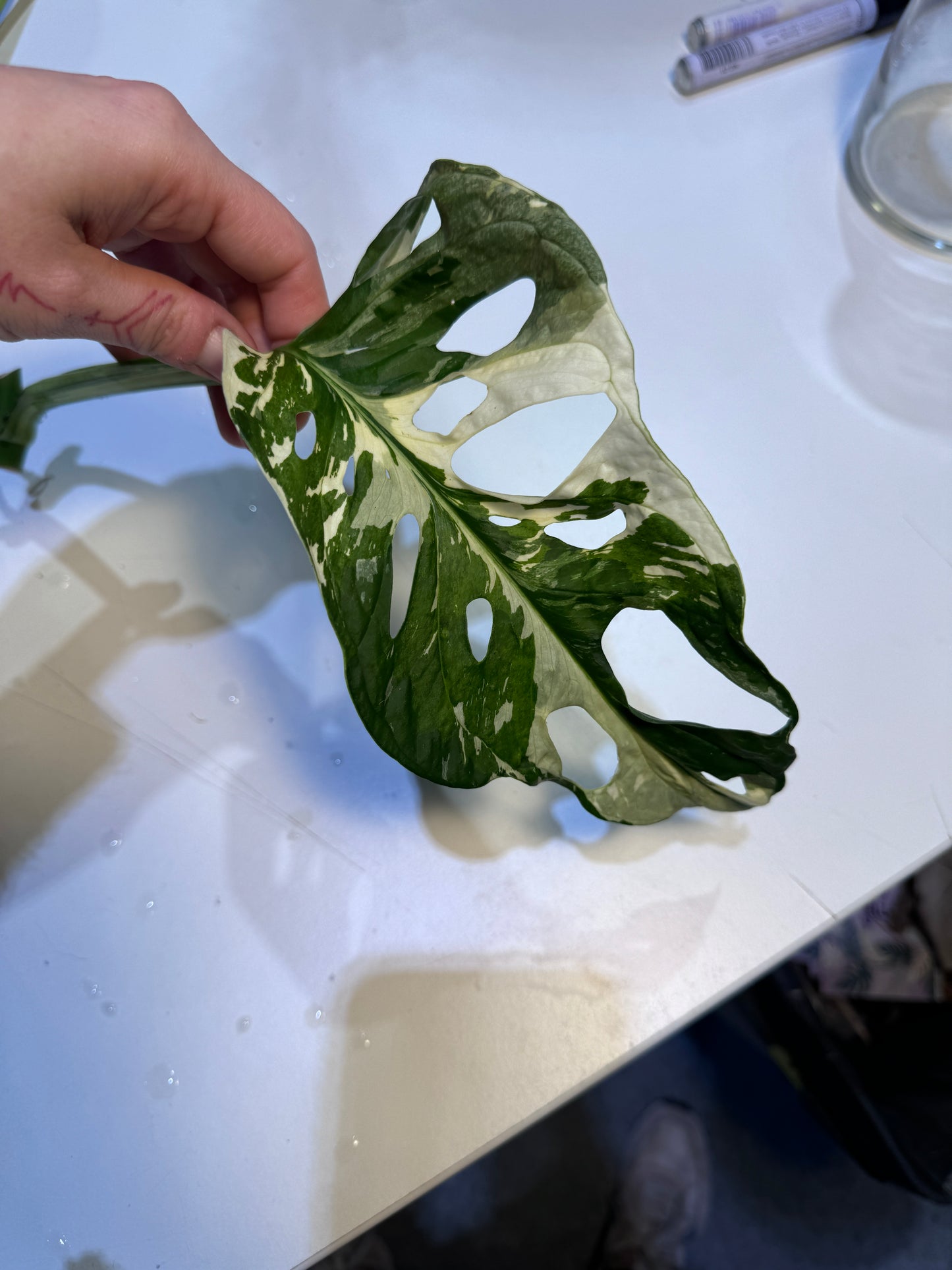 Monstera Adansonii Ableger