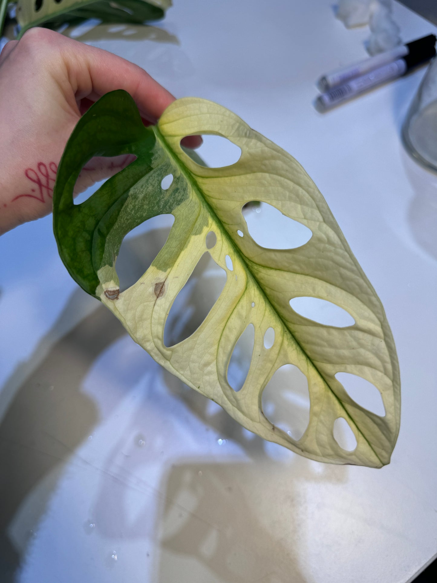 Monstera Adansonii Ableger