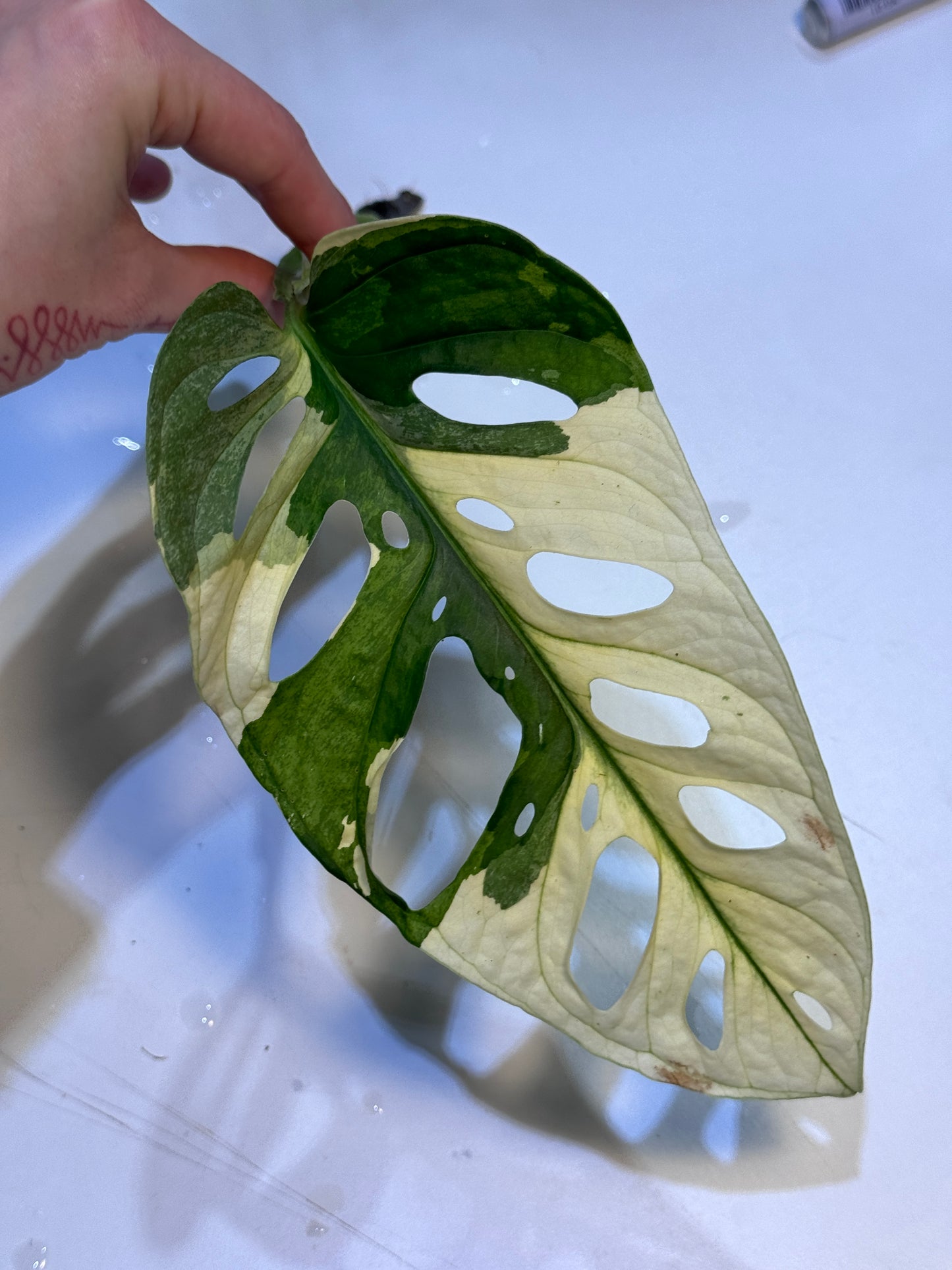 Monstera Adansonii Ableger