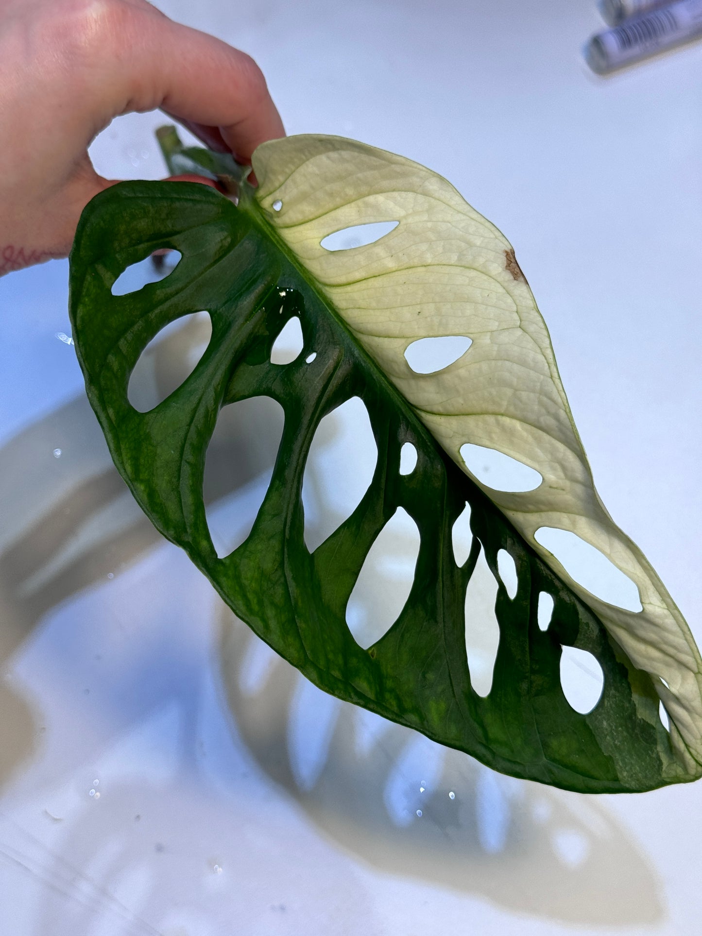 Monstera Adansonii Ableger