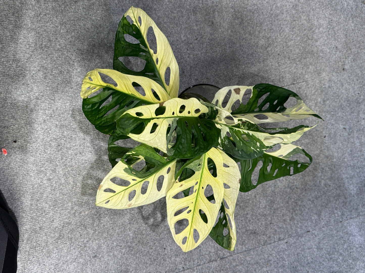 Monstera Adansonii Ableger