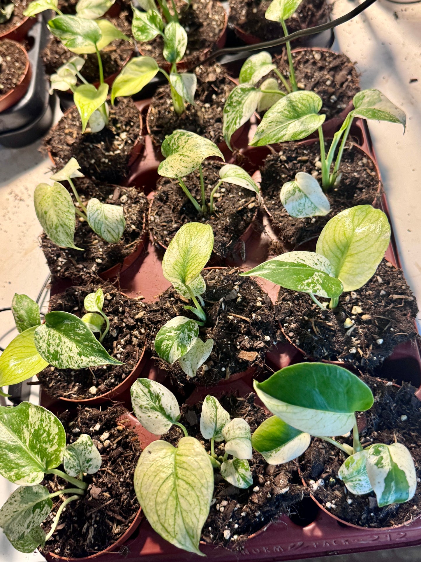 Monstera Deliciosa White Monster Baby PLÅNT in Erde