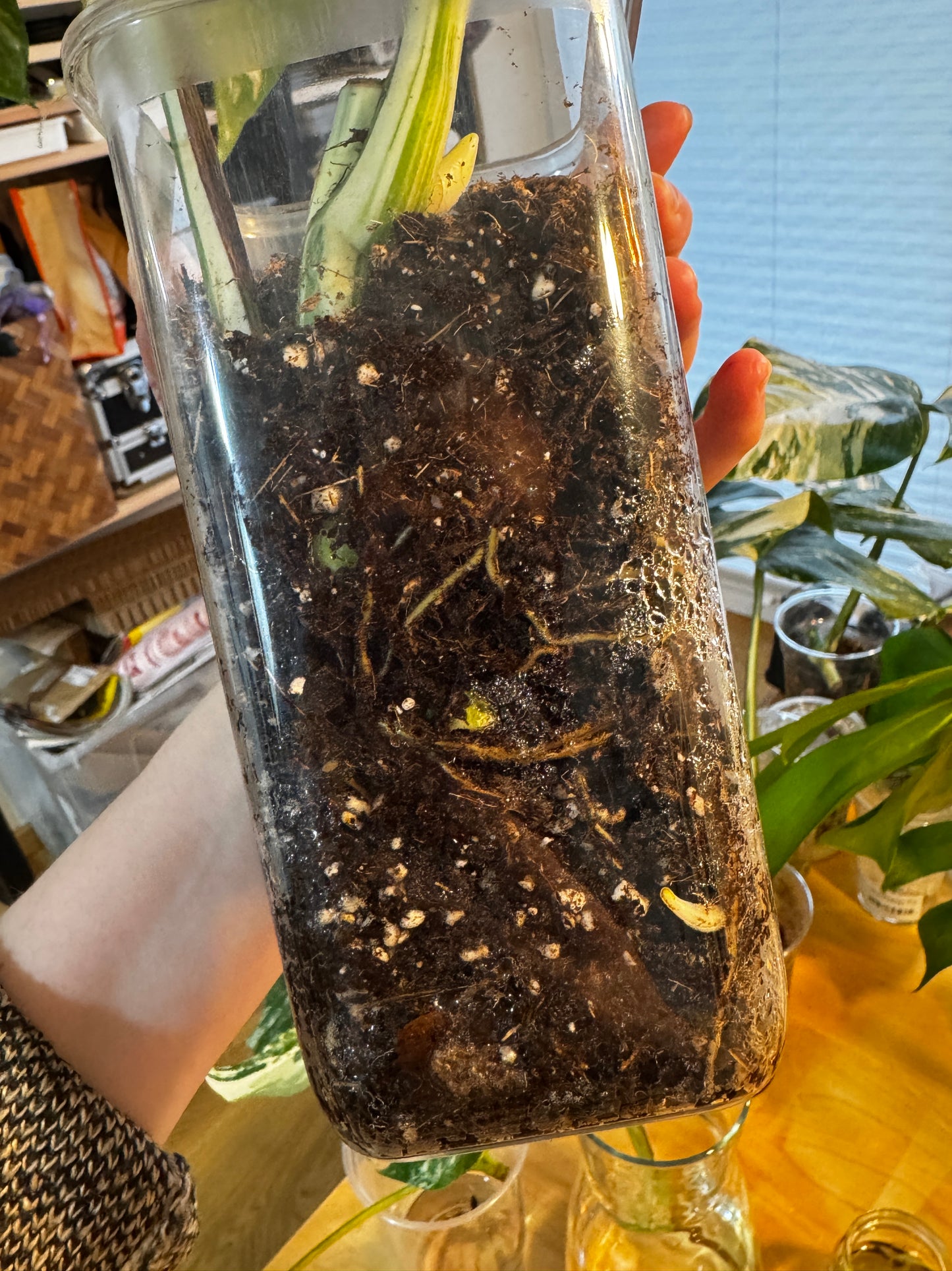 Monstera Variegata Cuttings