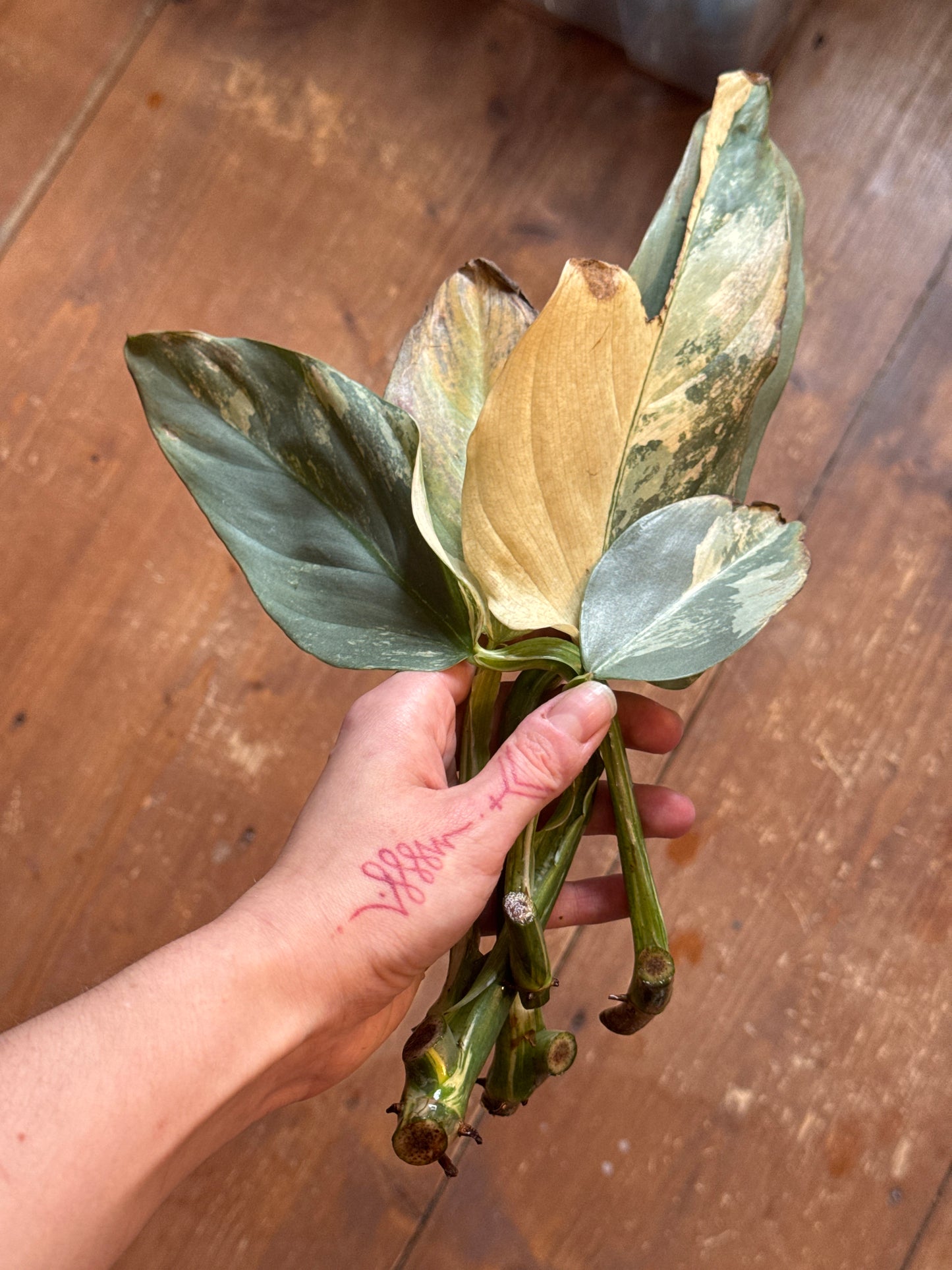 Philodendron Silver sword variegata vom 03.09.2025