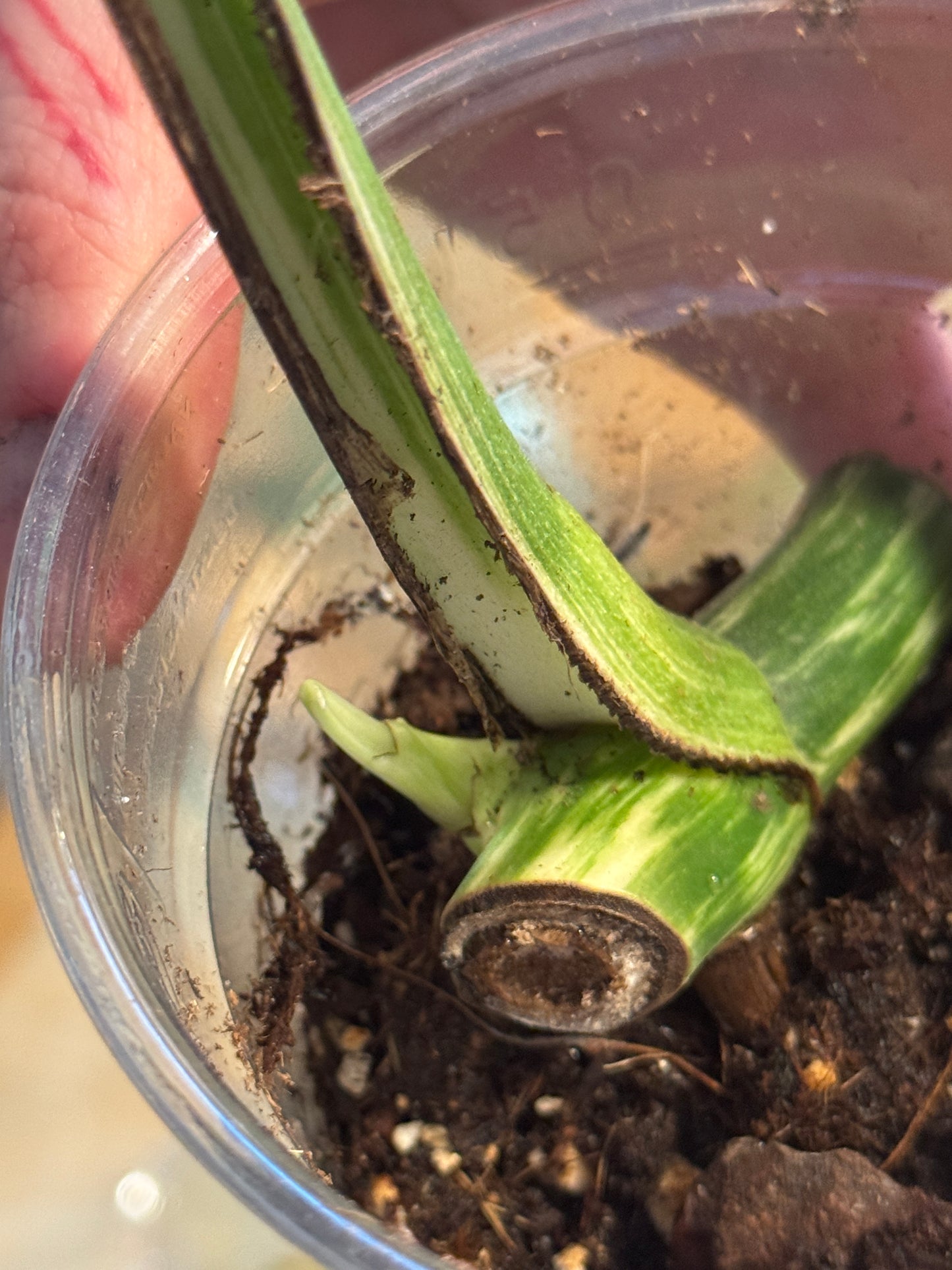 Monstera Variegata Cuttings