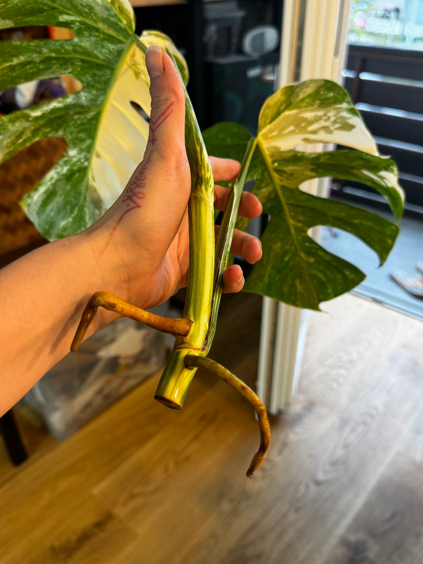 Monstera Variegata Cuttings