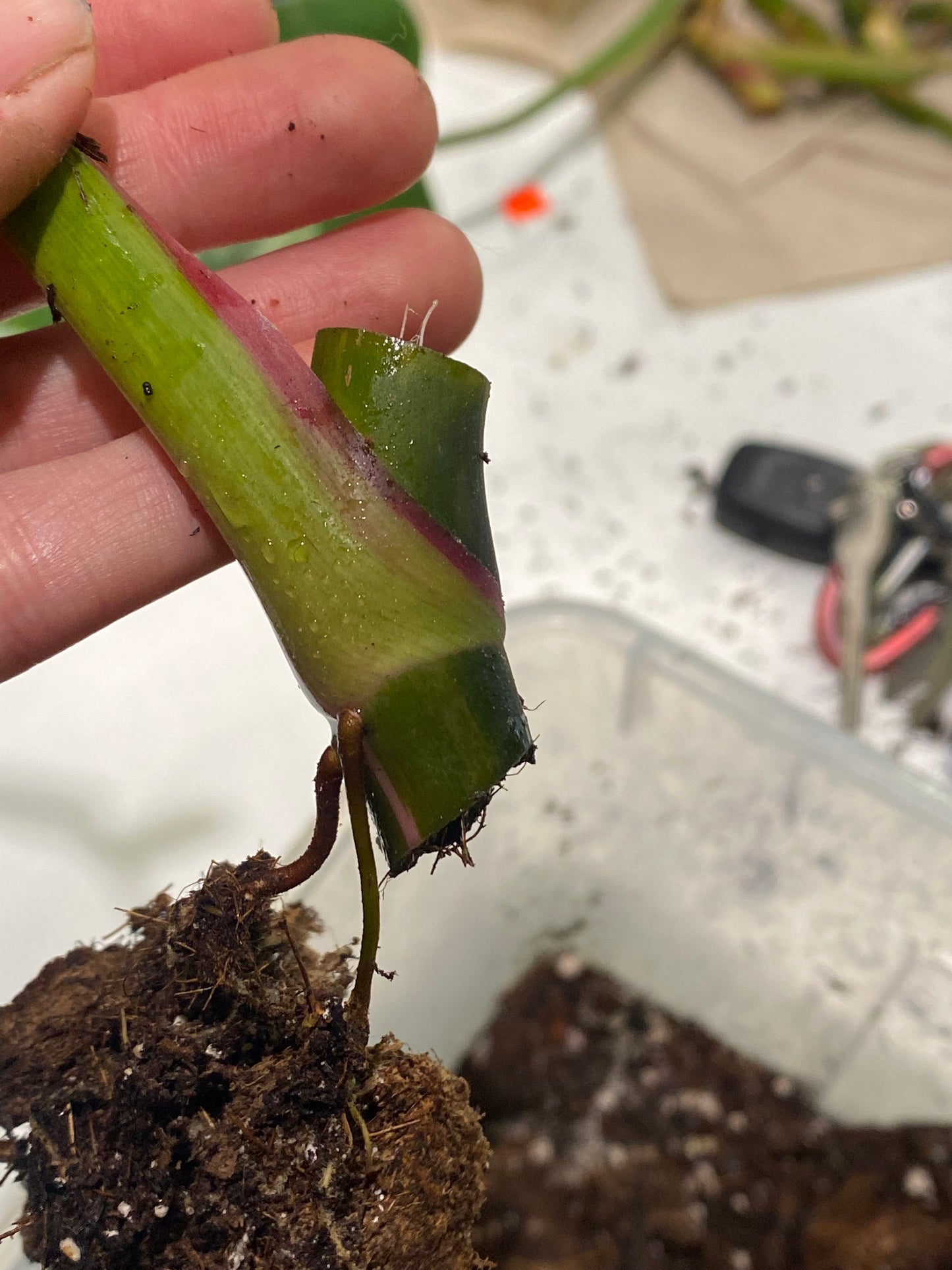 Philodendron White Princess Aurea Tricolor | Ableger Nr. 3 | Nur Abholung